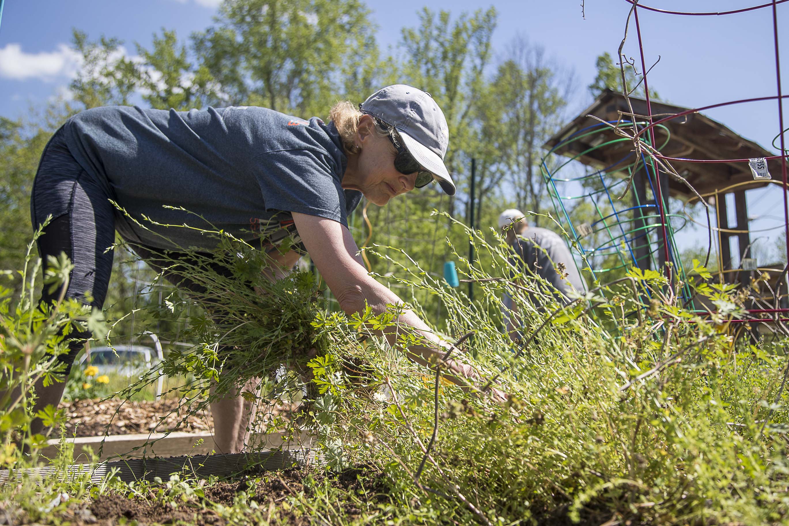 04/09/2020 - Lilburn, Georgia - Gardener Andrea Brannen pulls weeds in a plot while visiting the Lilburn community garden in downtown Lilburn, Thursday, April 9, 2020. Brennen has been gardening at the community garden for a year. (ALYSSA POINTER / ALYSSA.POINTER@AJC.COM)
