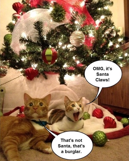 funny cat pictures with captions christmas
