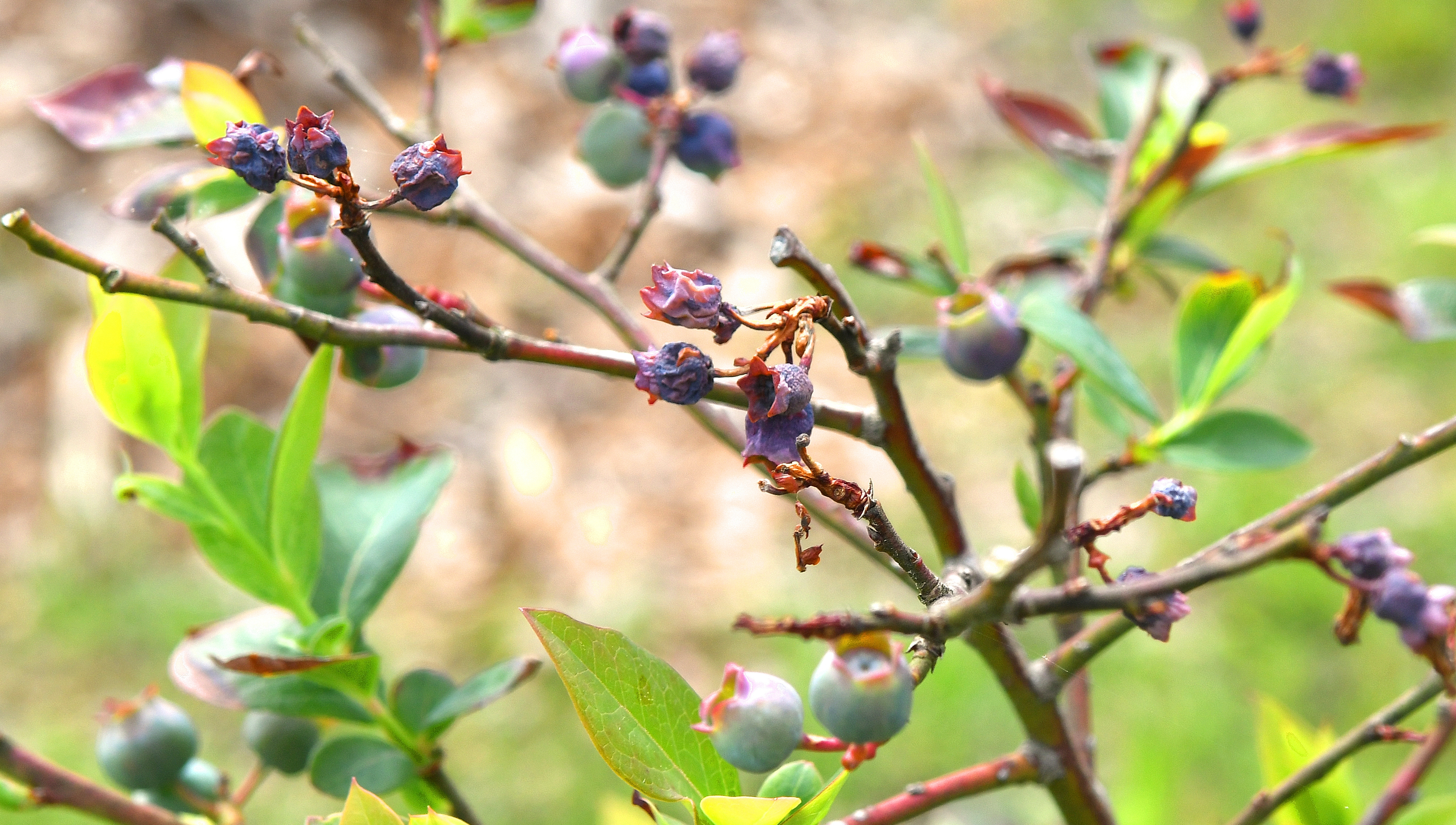 Damaged blueberry blooms (center) are evidence of the recent frost that devastated 80% of the Hemi Blueberry Farm crop. Although the plant will survive to produce next year, once the bloom is gone, the blueberry is gone for the season. Chris Hunt for The Atlanta Journal-Constitution