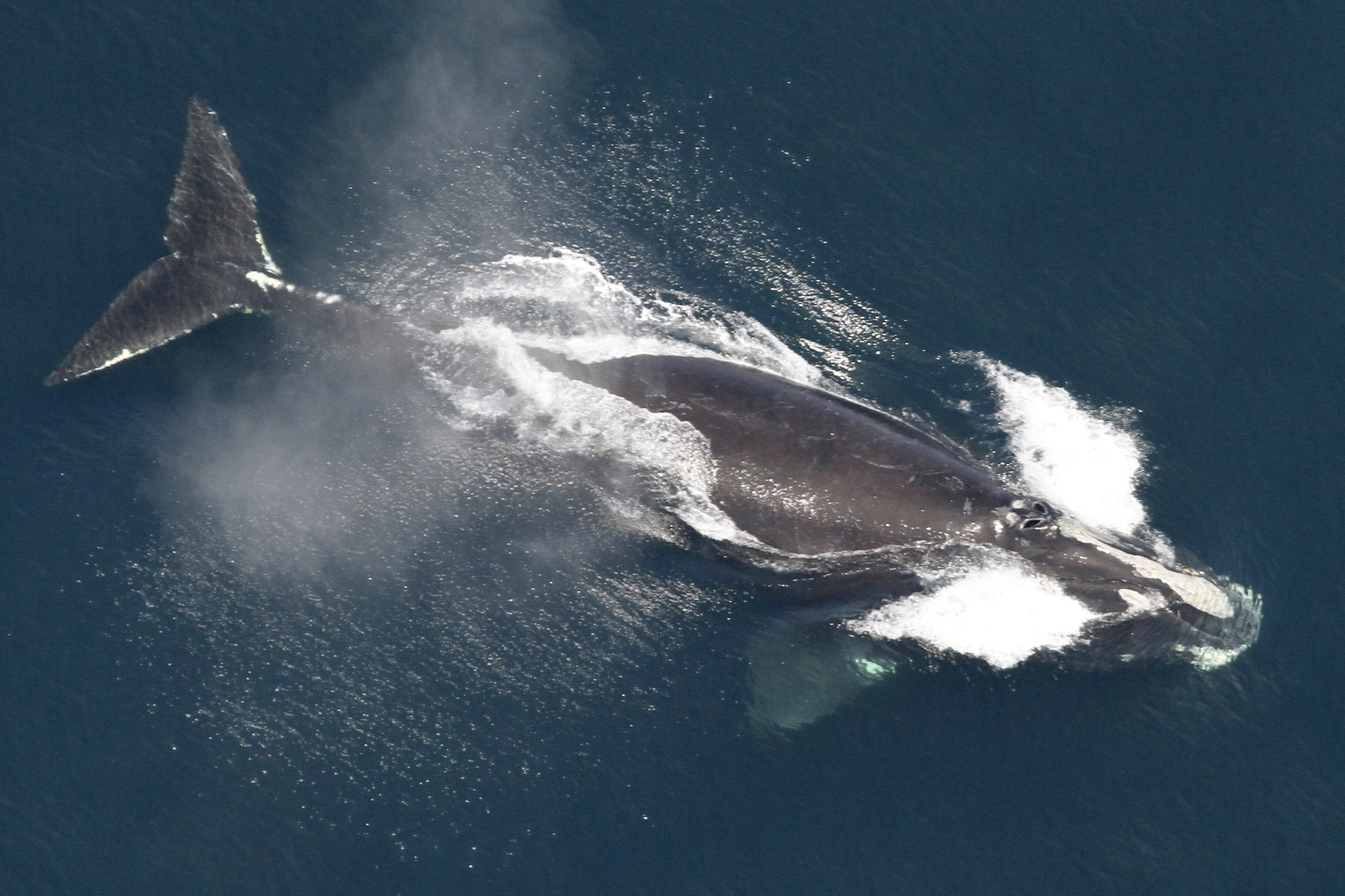 Environmental groups decry attempt to delay shipping rules intended to save  whales
