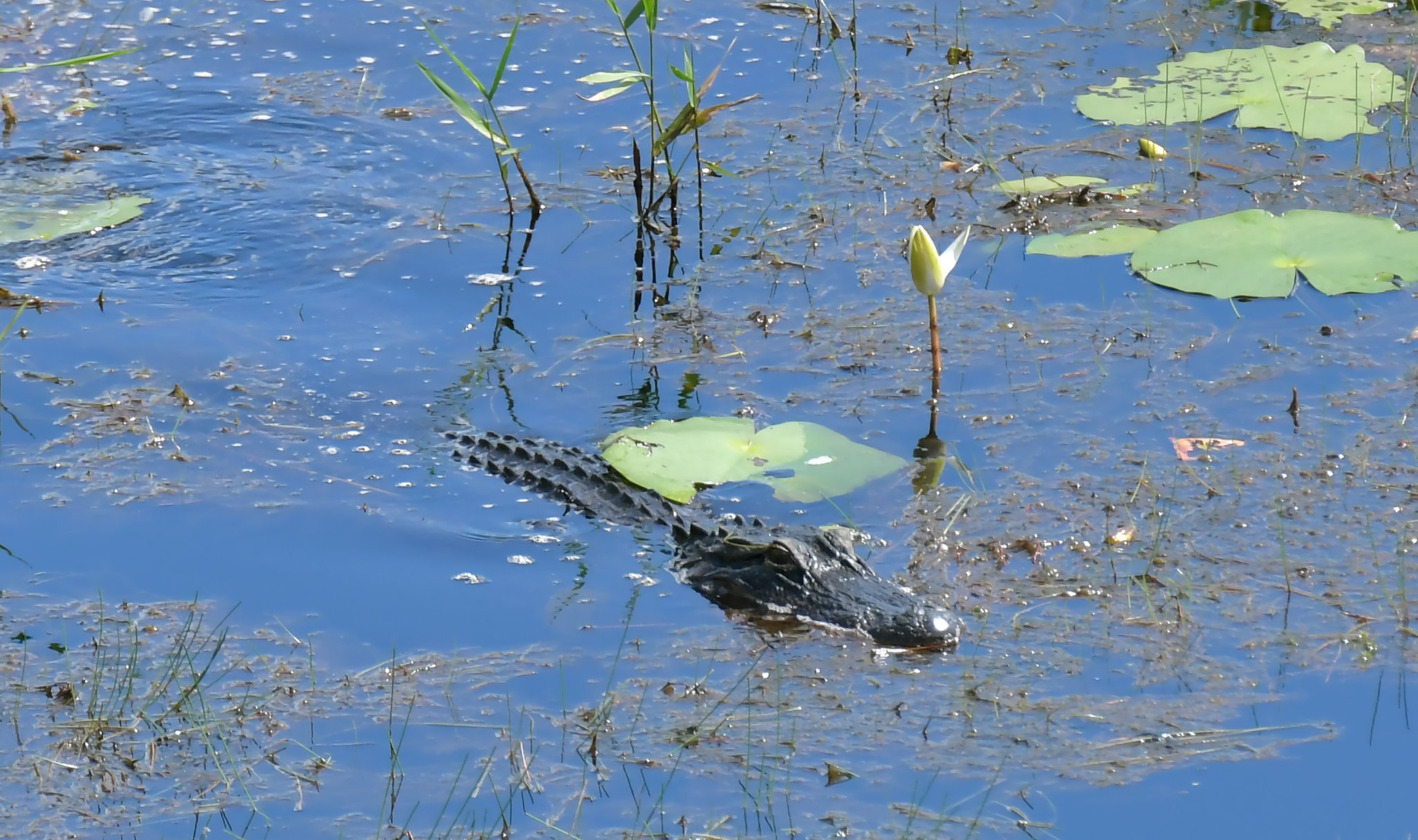 An alligator is seen from the Owls Roost Tower in Okefenokee National Wildlife Refuge in Folkston. The refuge is a 438-acre federally protected area that is home to hundreds of species of vertebrates, including more than 200 varieties of birds and 60 kinds of reptiles that live in the swamp. (Hyosub Shin / Hyosub.Shin@ajc.com)