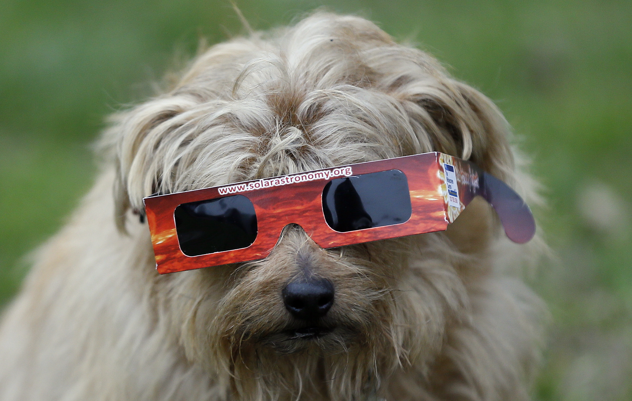Are Dogs Safe During The Eclipse