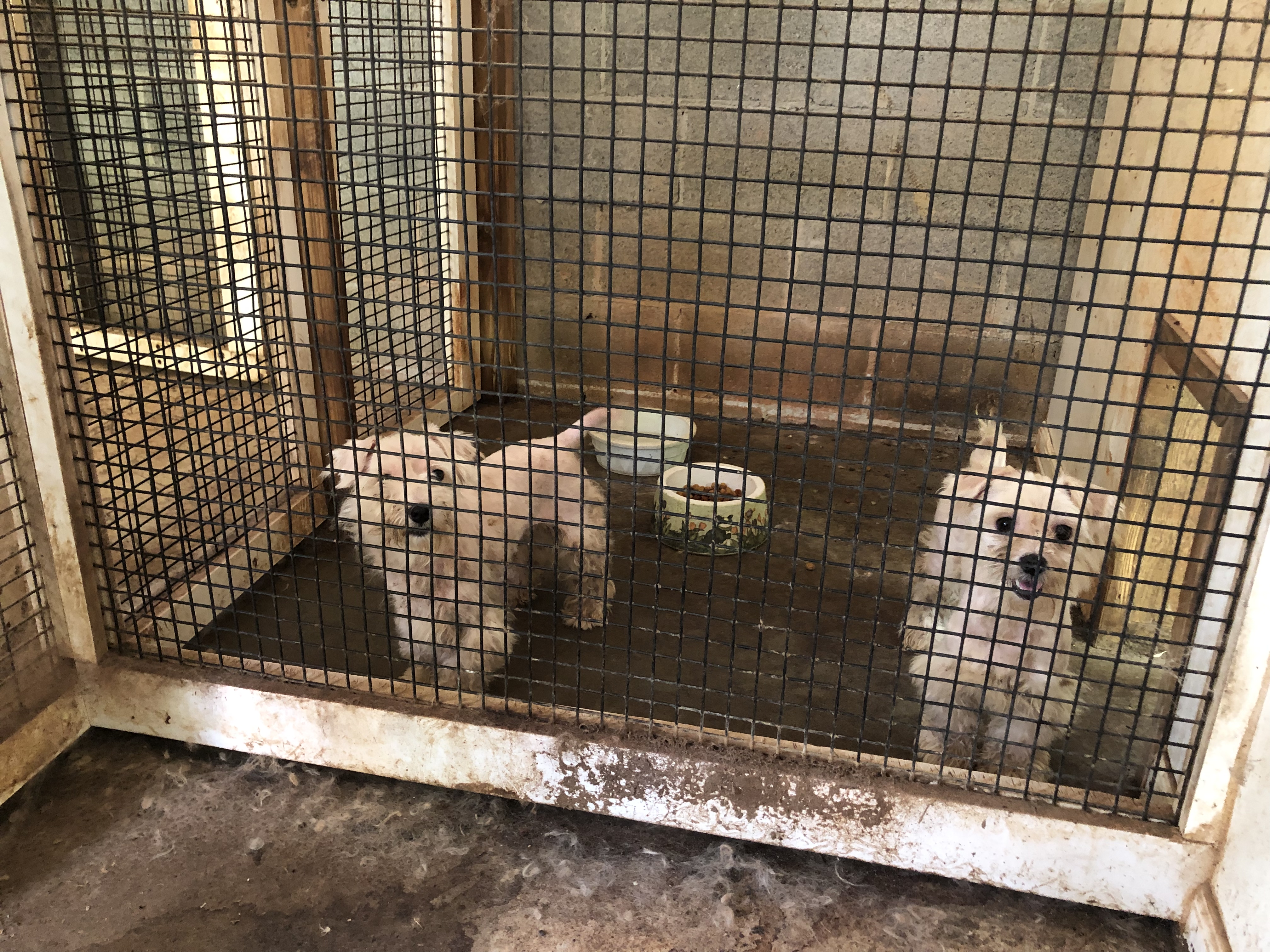 Dozens of Maltipoo dogs were found living in “deplorable conditions.”