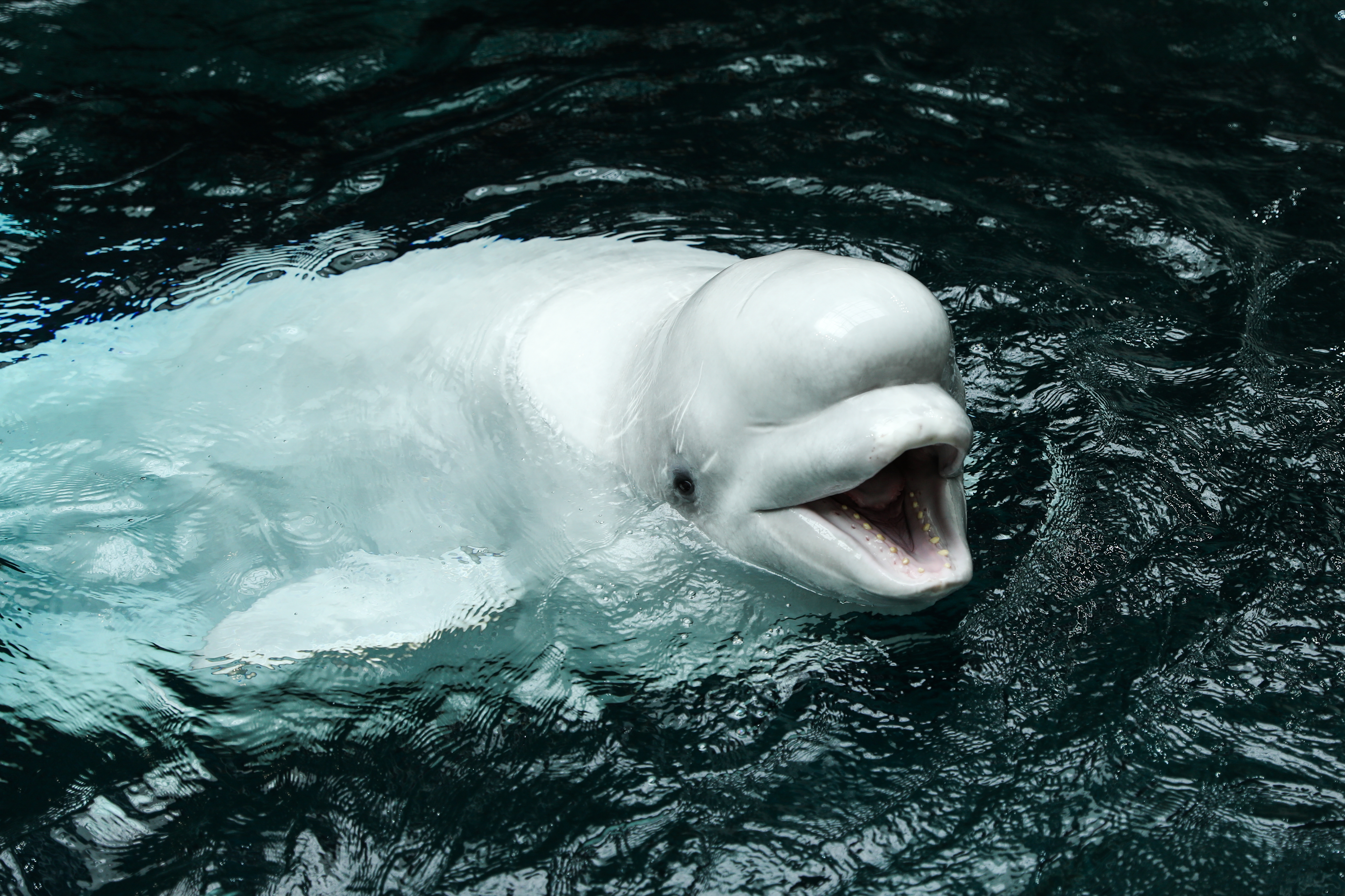 Georgia Aquarium's Beluga Whale Capture Comes Under Fire