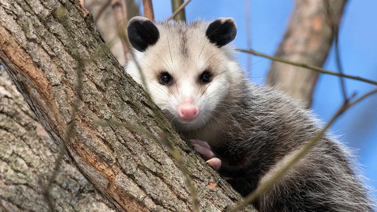 Chief  War Opossum