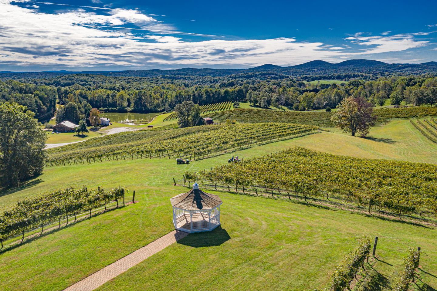 Vines at Three Sisters Vineyard flourish in North Georgia.
(Courtesy of Three Sisters Vineyard.)