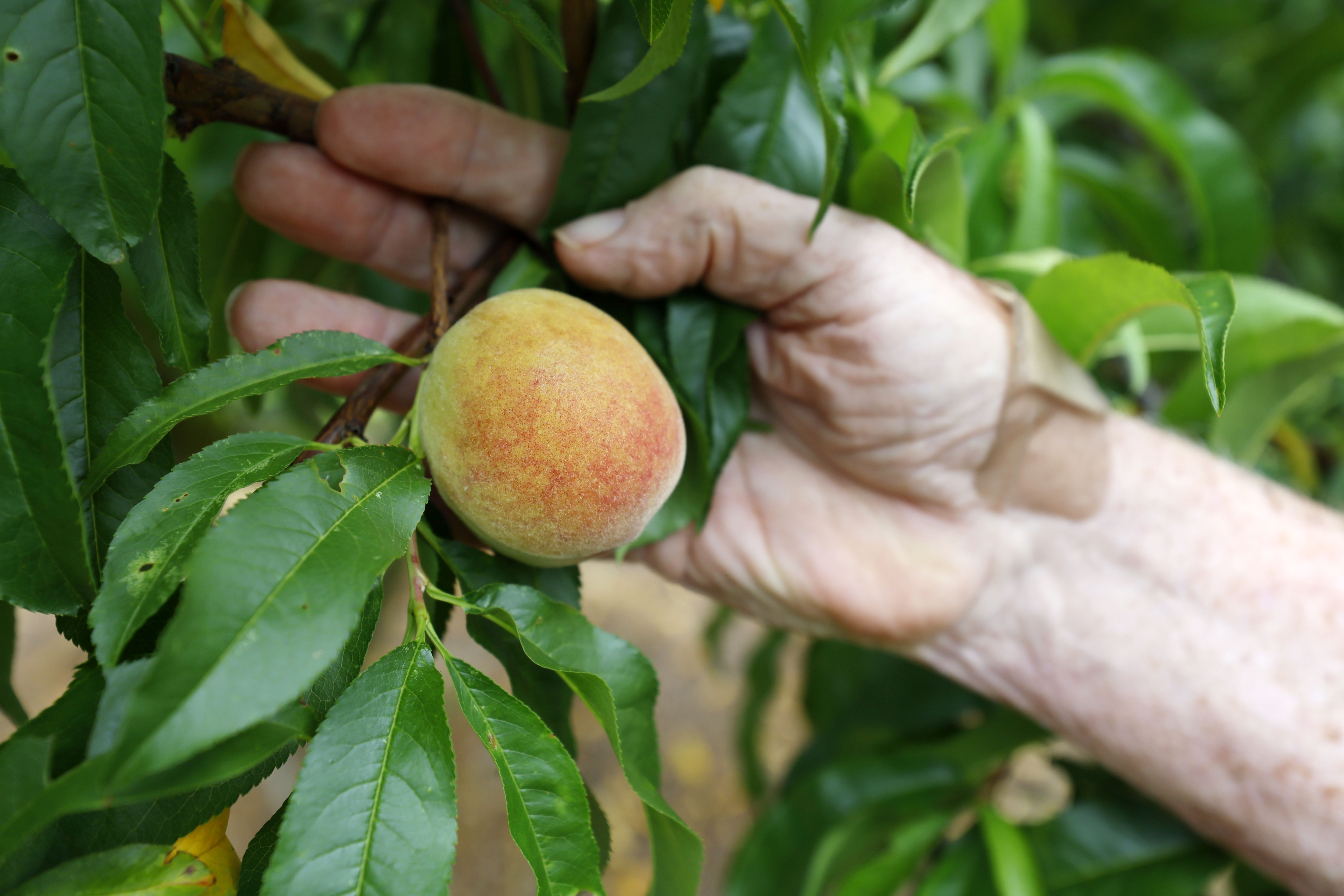 Peach State on course to run out of peaches