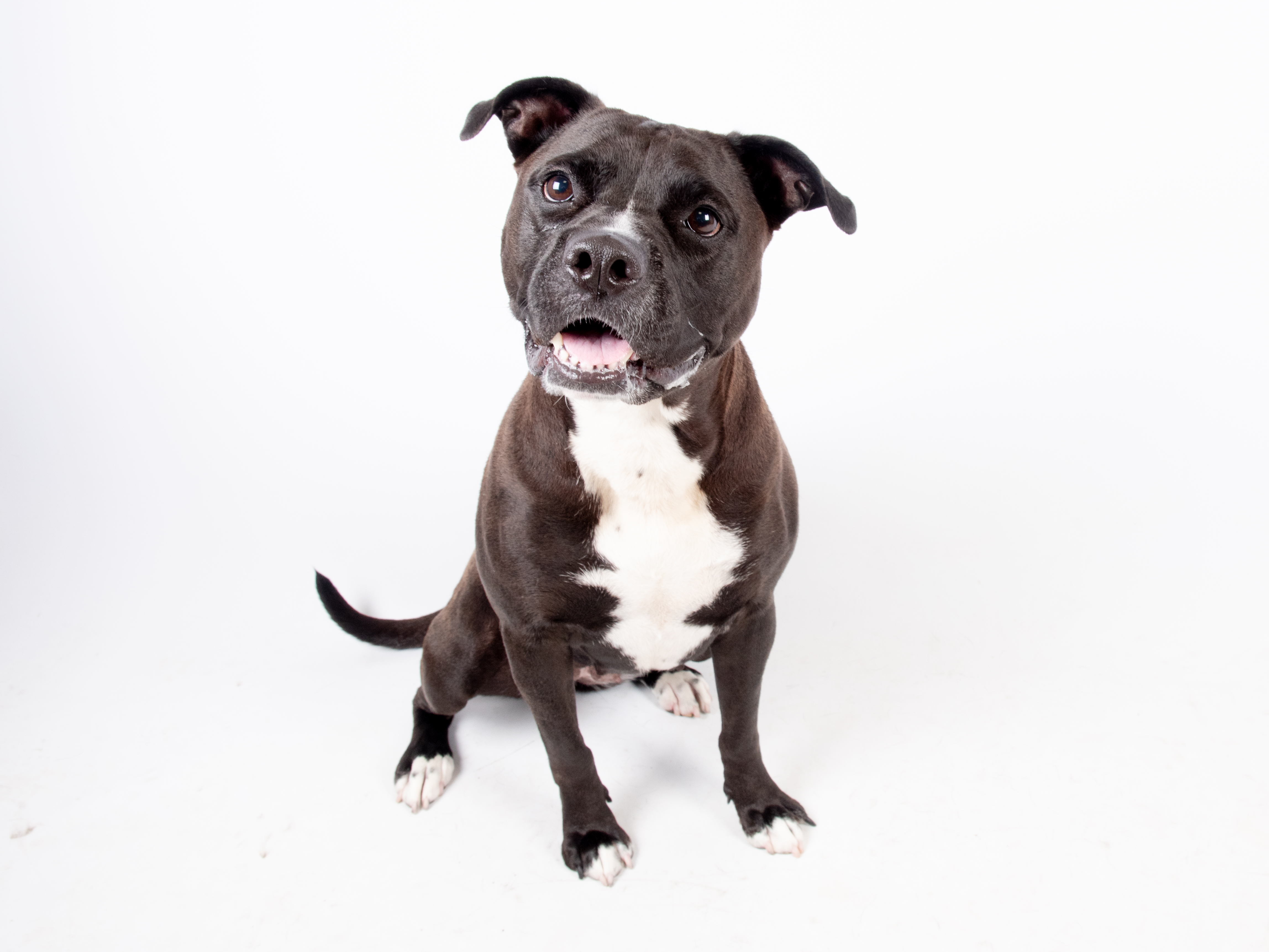 Sugar Pie is this week's adoptable pet from the Fulton County Animal Services shelter on Marietta Boulevard.