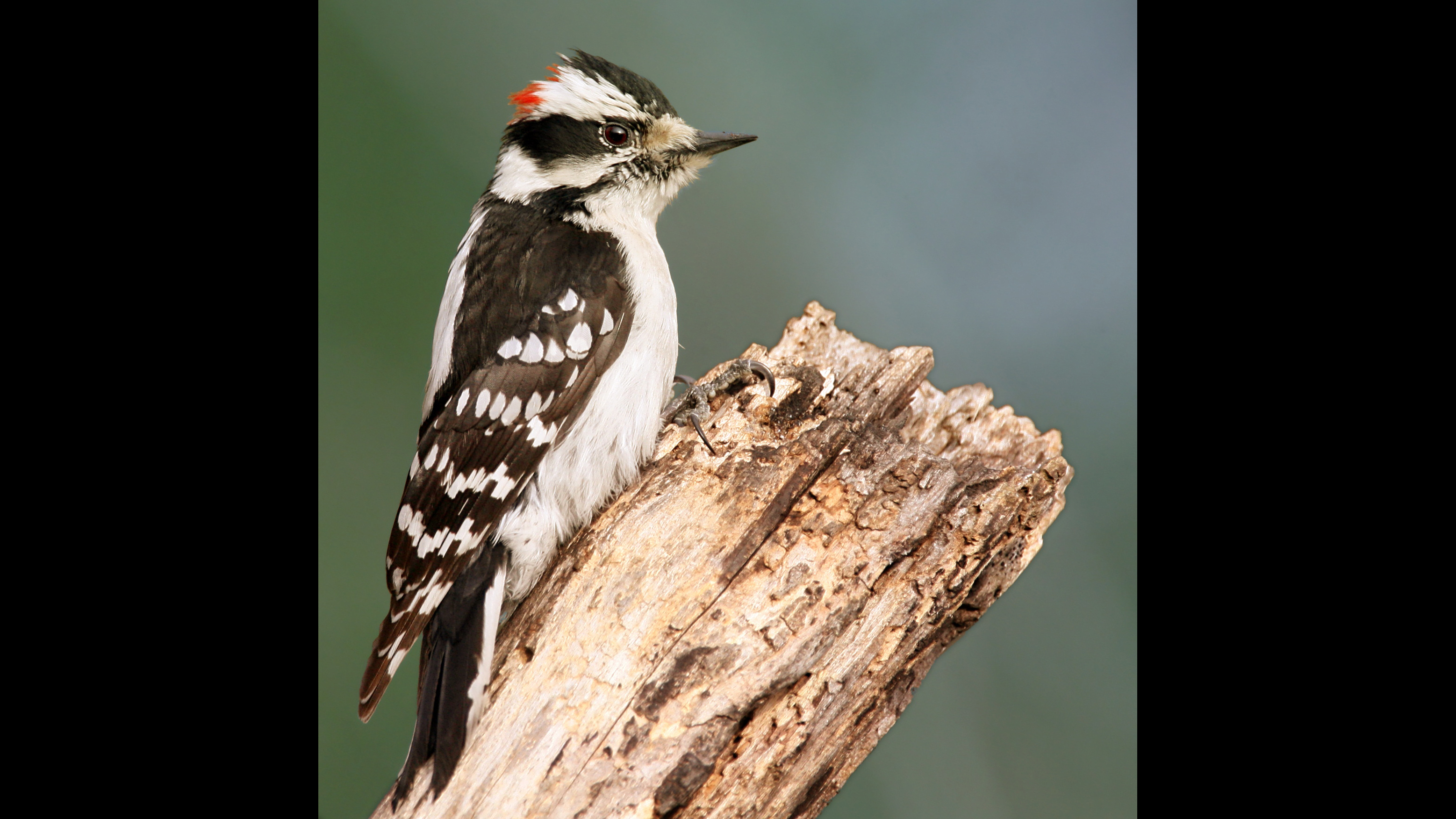 Backyard Bird Identification Pileated Woodpecker, Downy Woodpecker