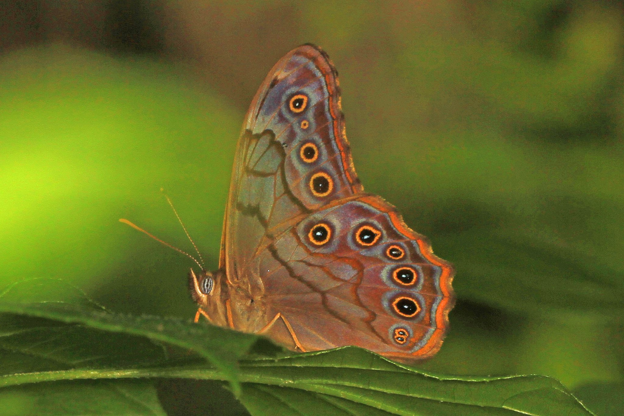 Charles Seabrook's Wild Georgia