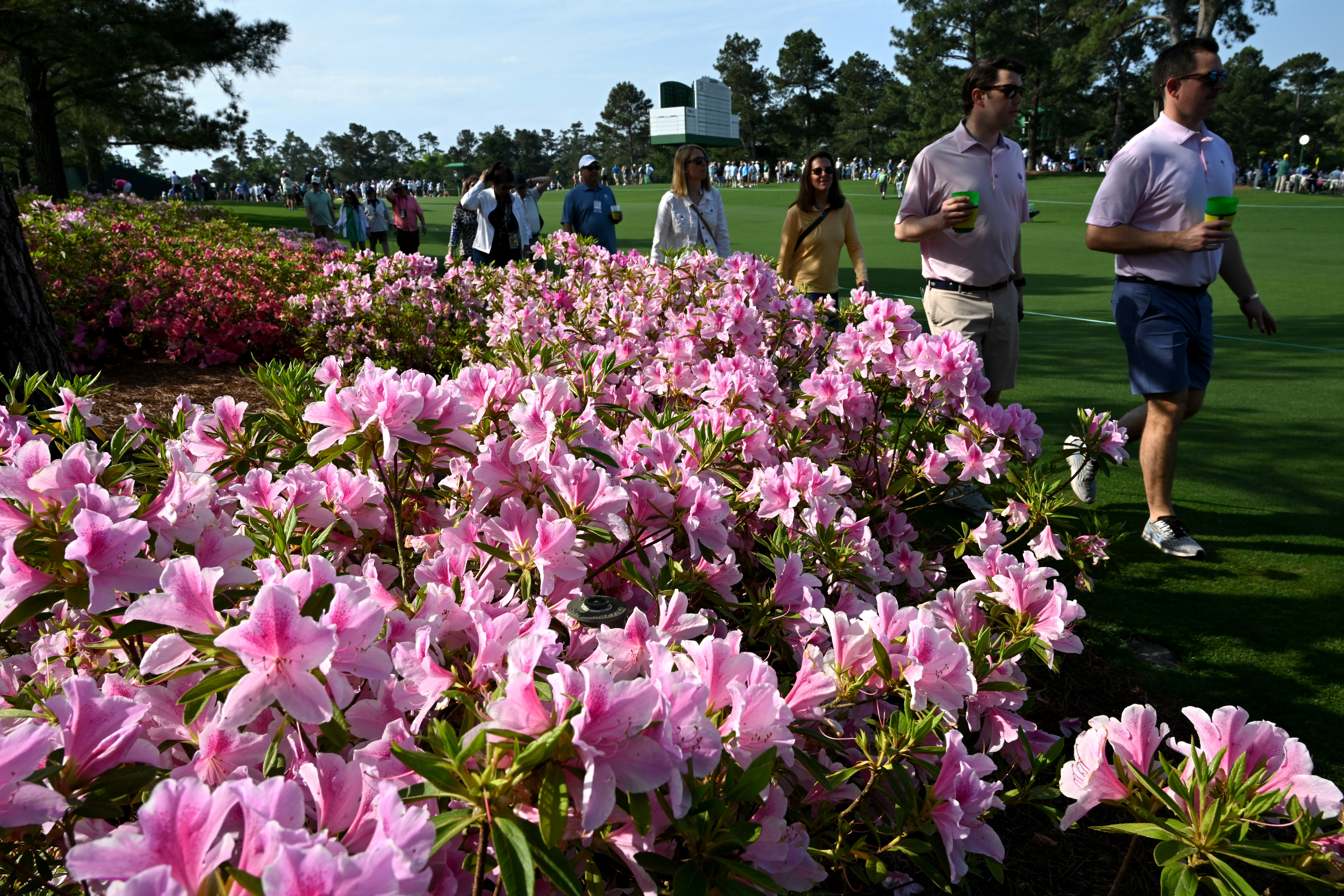 Photos: Azaleas on full display at Augusta National for the Masters