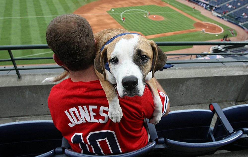 Atlanta Braves Dog 