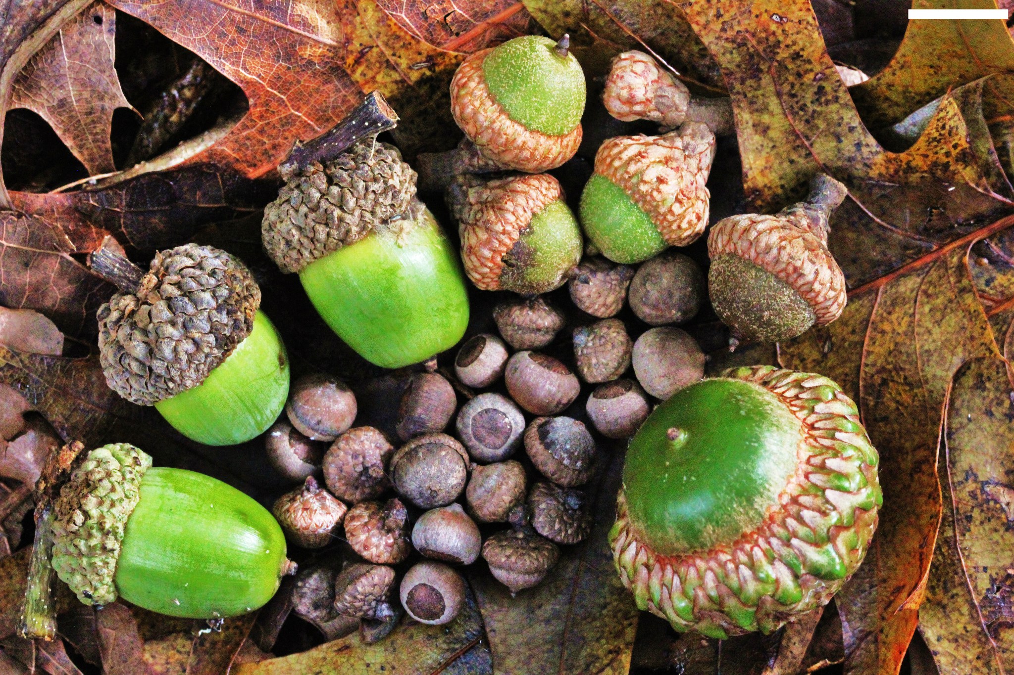 More acorns are falling and here's why