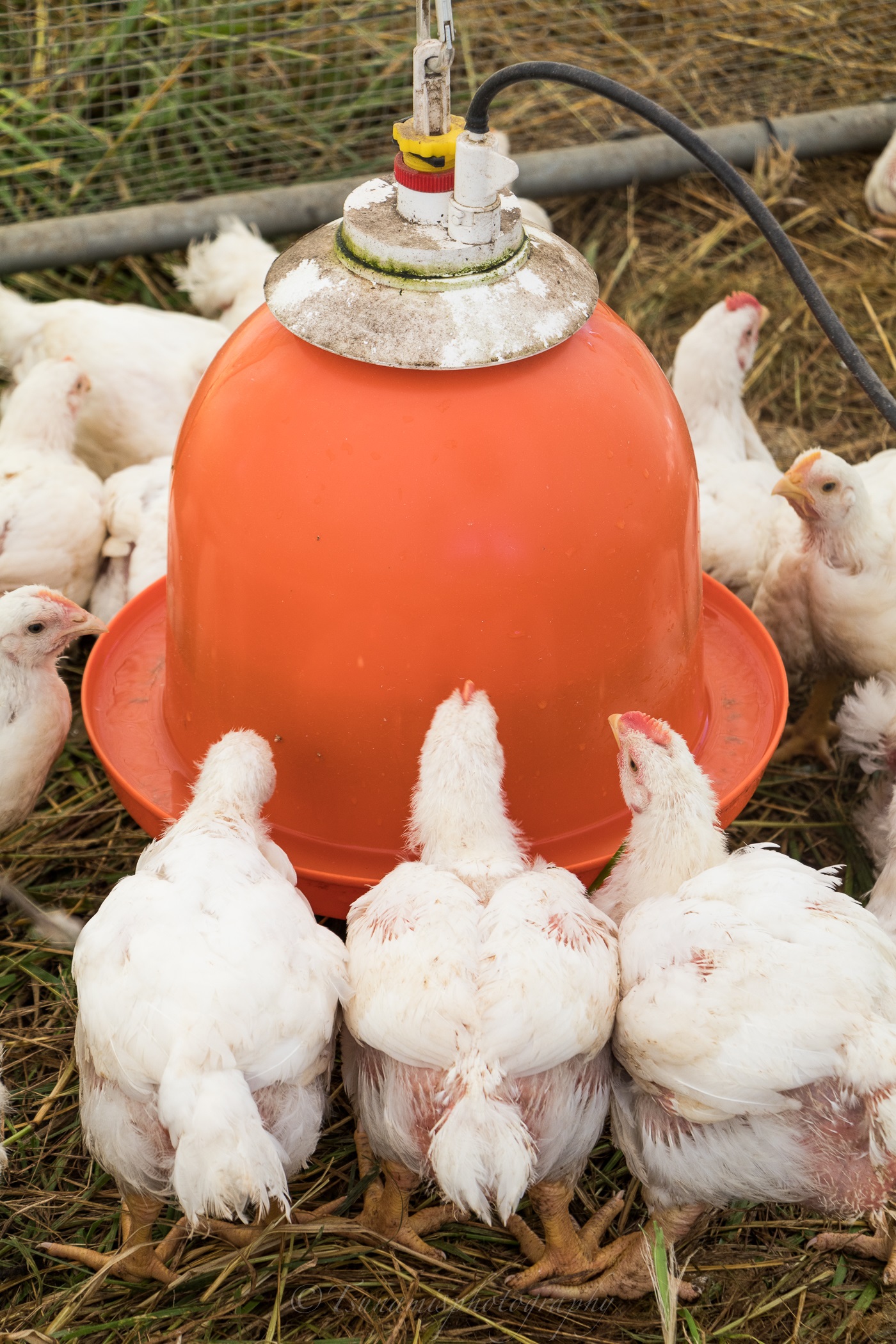 Grateful Pastures offers a market for a la carte pasture-raised chicken open year-round with pickup available at Freedom Farmers Market, Morningside Farmers Market and Peachtree Road Farmers Market. (Courtesy of Kayden Richards / Tsunami Photography)