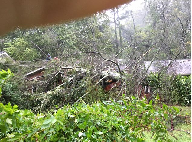 Almost as soon as the tree fell, neighbors gathered to start helping. (Credit: Michelle Hiskey)