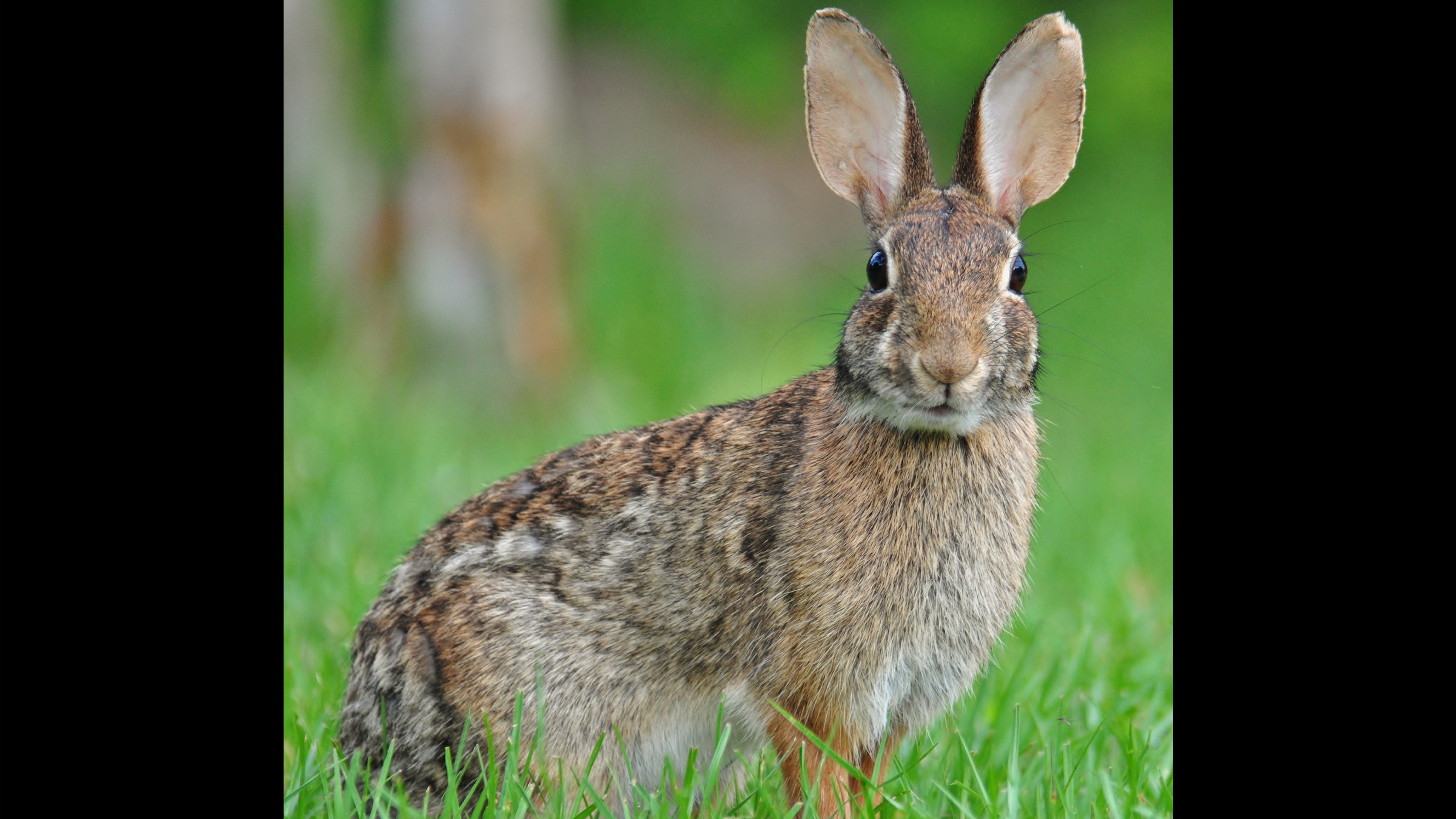 WILD GEORGIA: Rabbits' fertility makes them symbols of spring