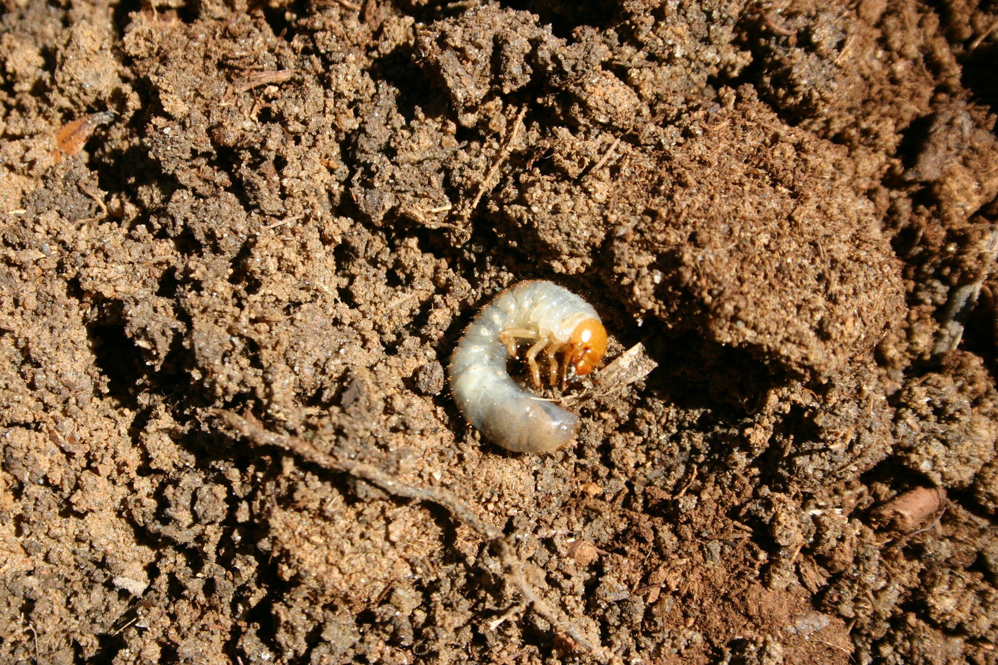 Are white grubs killing my plants?