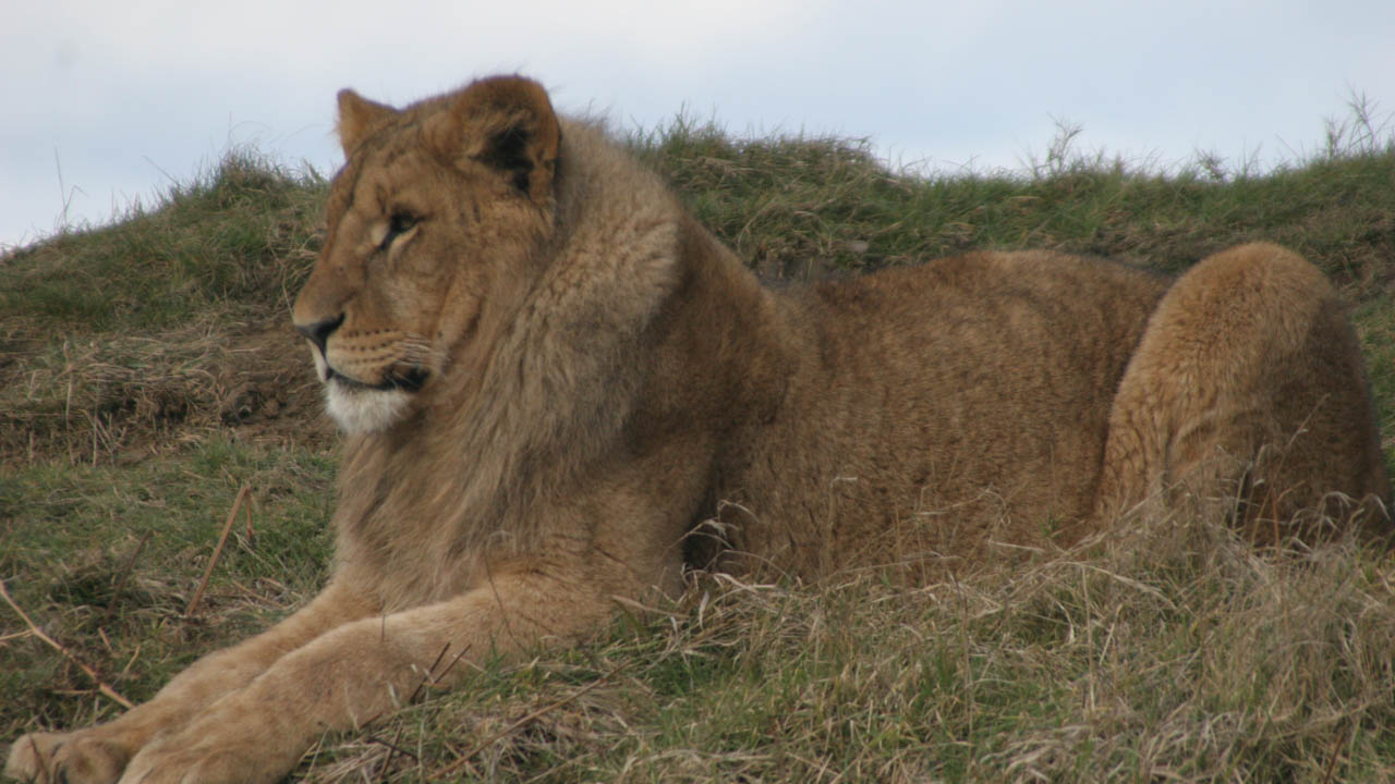 Tour gets up close and personal encounter with friendly lion
