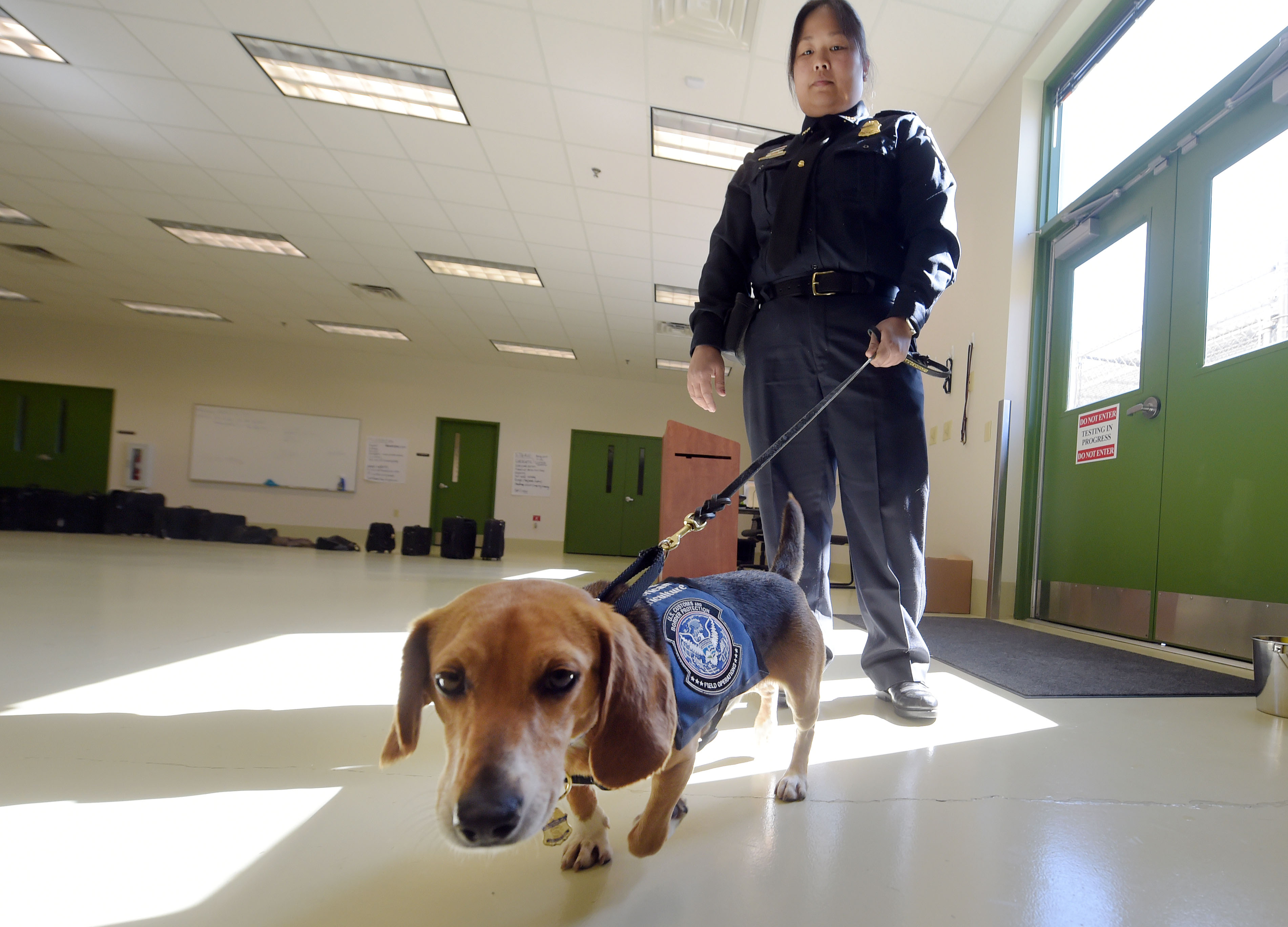 Usda beagle brigade sales adoption