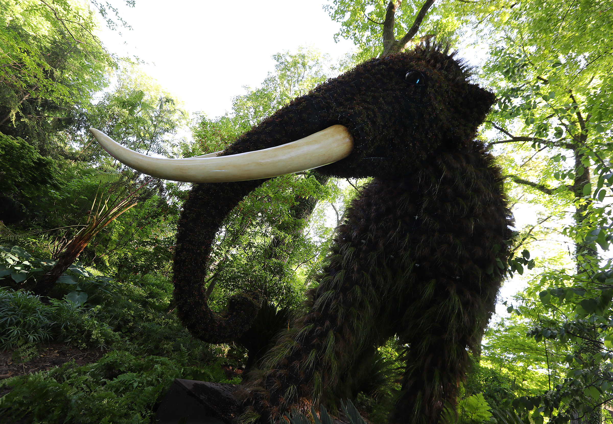 The Mammoth sculpture in the Anne Cox Chambers Southern Seasons Garden is one of the delicate works of art in Imaginary Worlds at Atlanta Botanical Garden on Monday, April 30, 2018, in Atlanta. Curtis Compton/ccompton@ajc.com