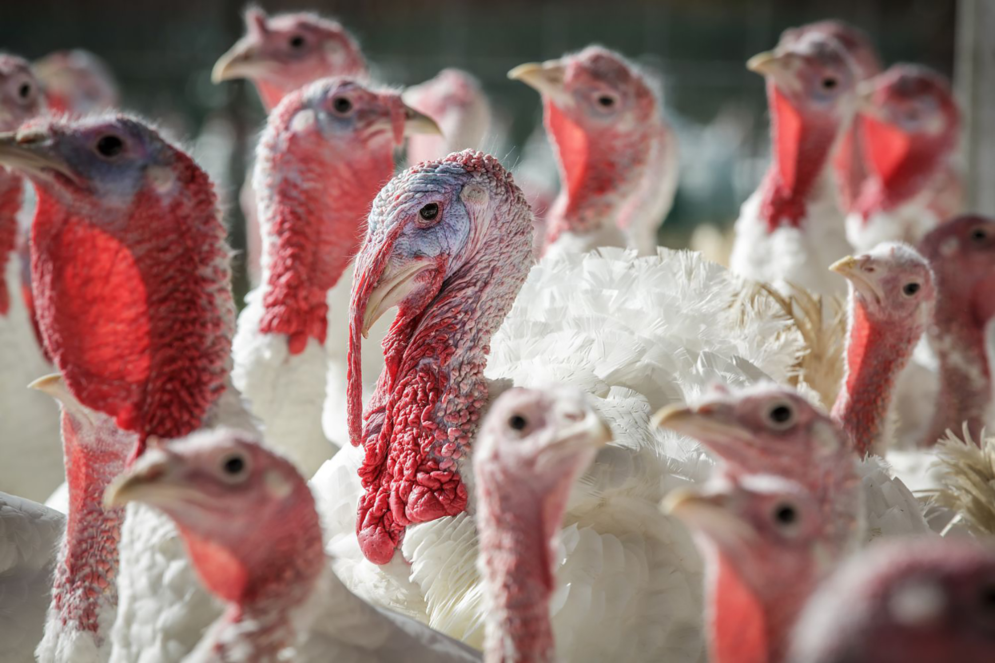 Will Georgia have a turkey shortage?