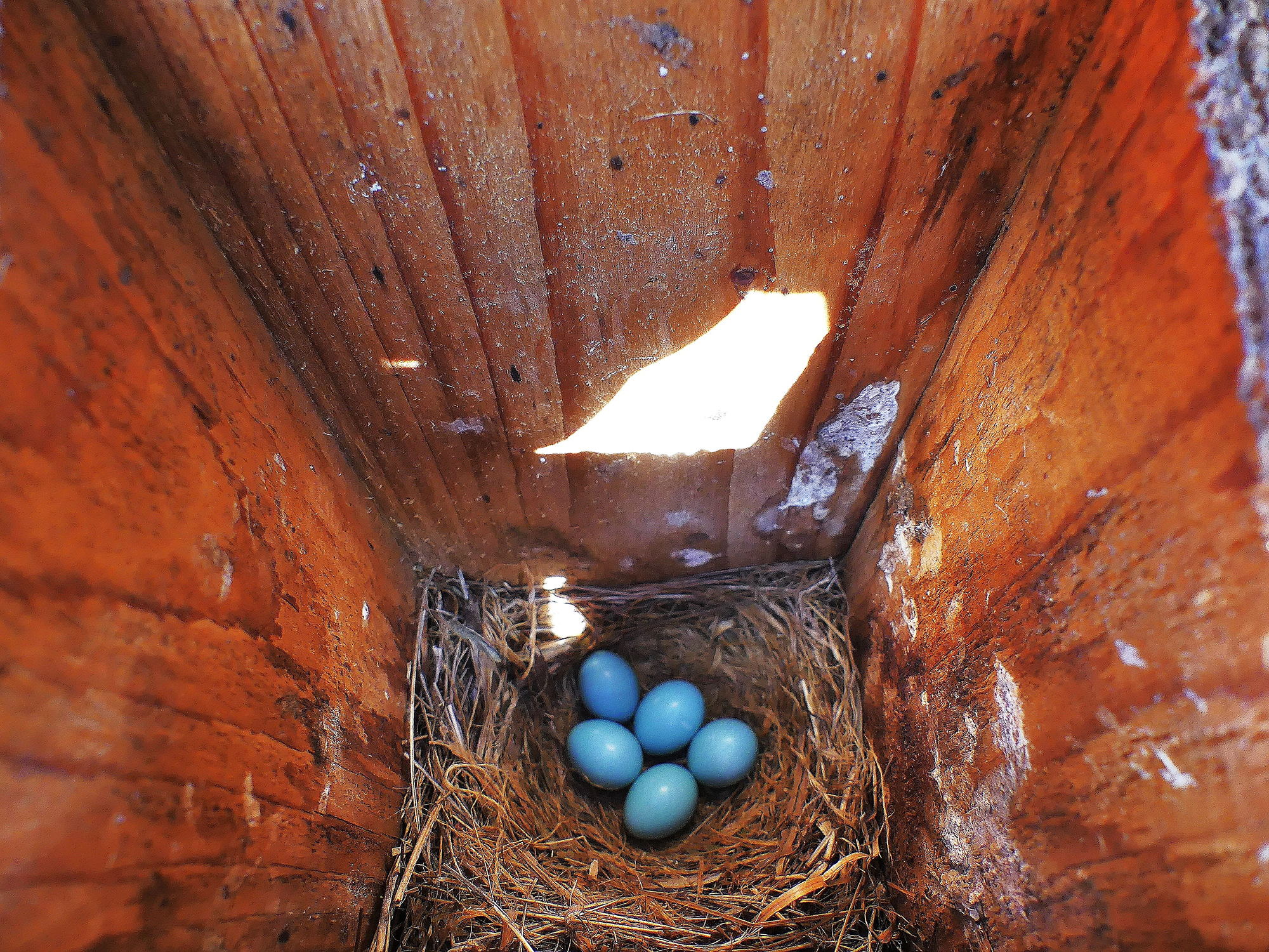 Eastern Bluebirds Nests and Eggs: All you Need to Know - Avian Report