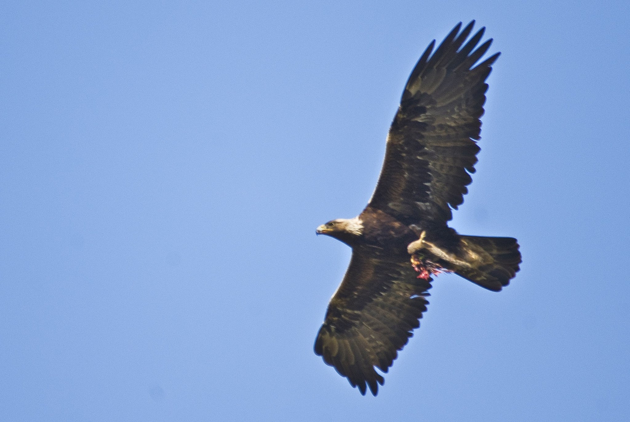 Golden Eagles