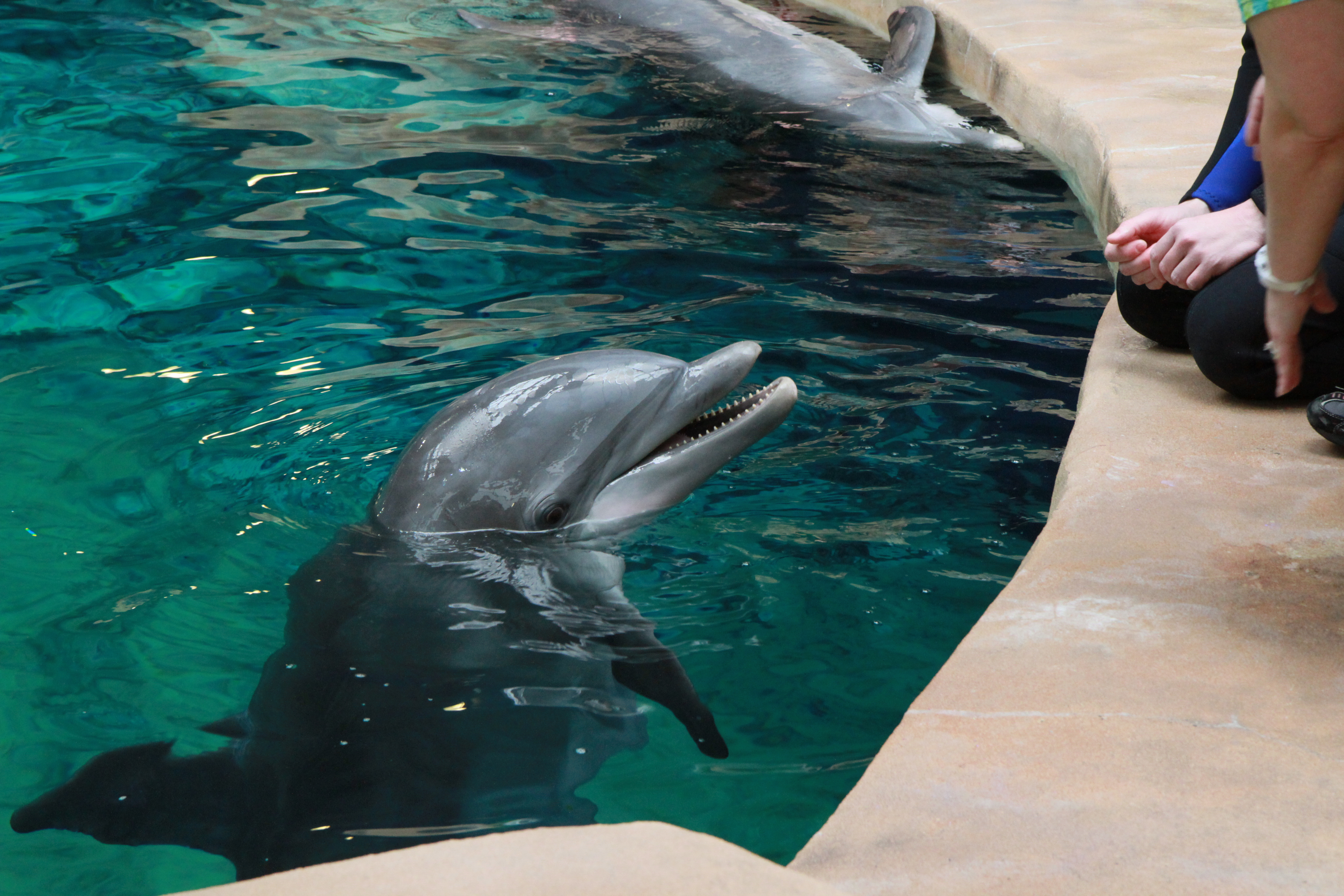 georgia aquarium dolphin show