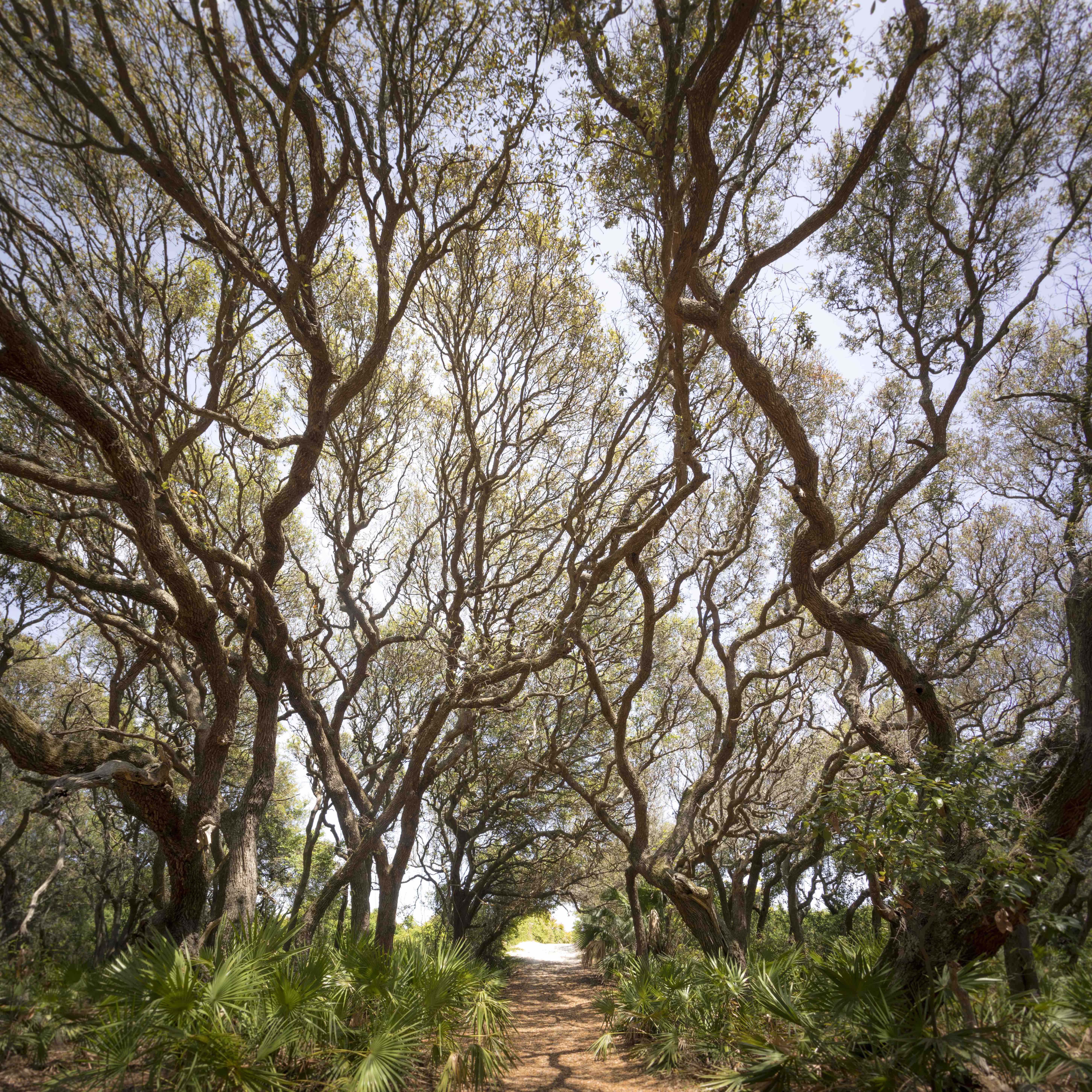 "The windswept trees are just unbelievably beautiful, the way the light comes through them in the morning," said photographer Benjamin Galland.
Courtesy of Benjamin Galland
