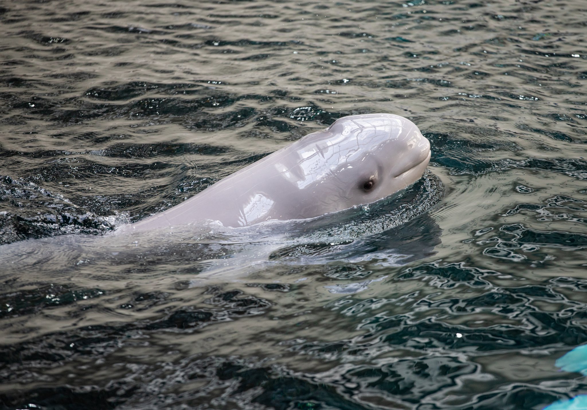 panel maldición Adaptación Beluga calf born at Georgia Aquarium