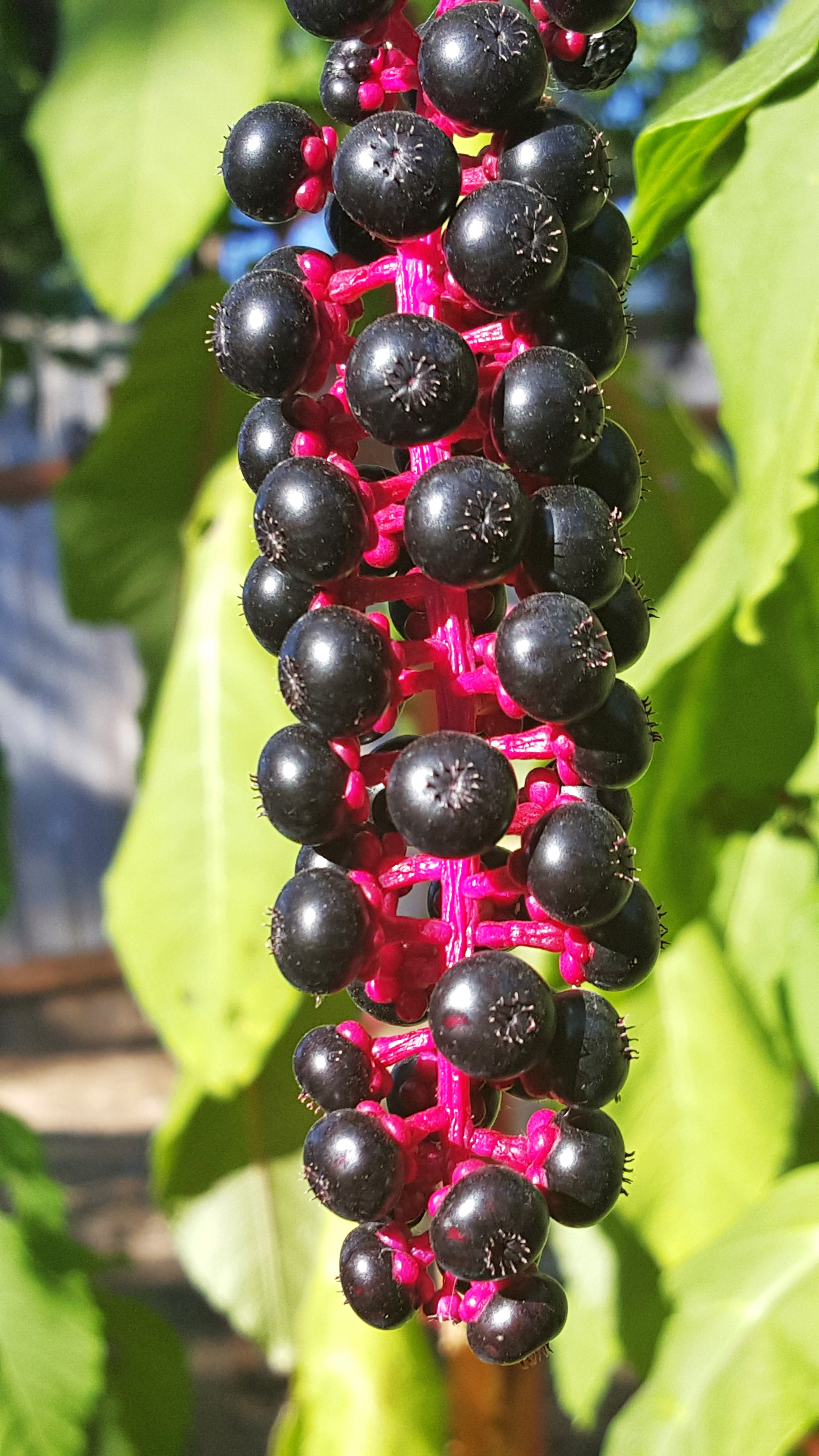 are pokeweed berries poisonous to dogs