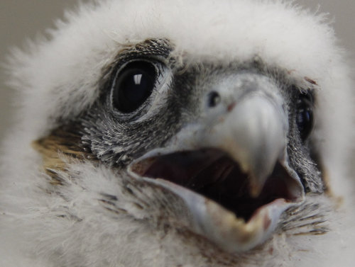 Wildlife biologists from the Ohio Department of Natural Resource band two young Peregrine falcons on Monday in this file photo. A female named Torpedo and a male named Apache hatched atop the Liberty Tower in downtown Dayton.