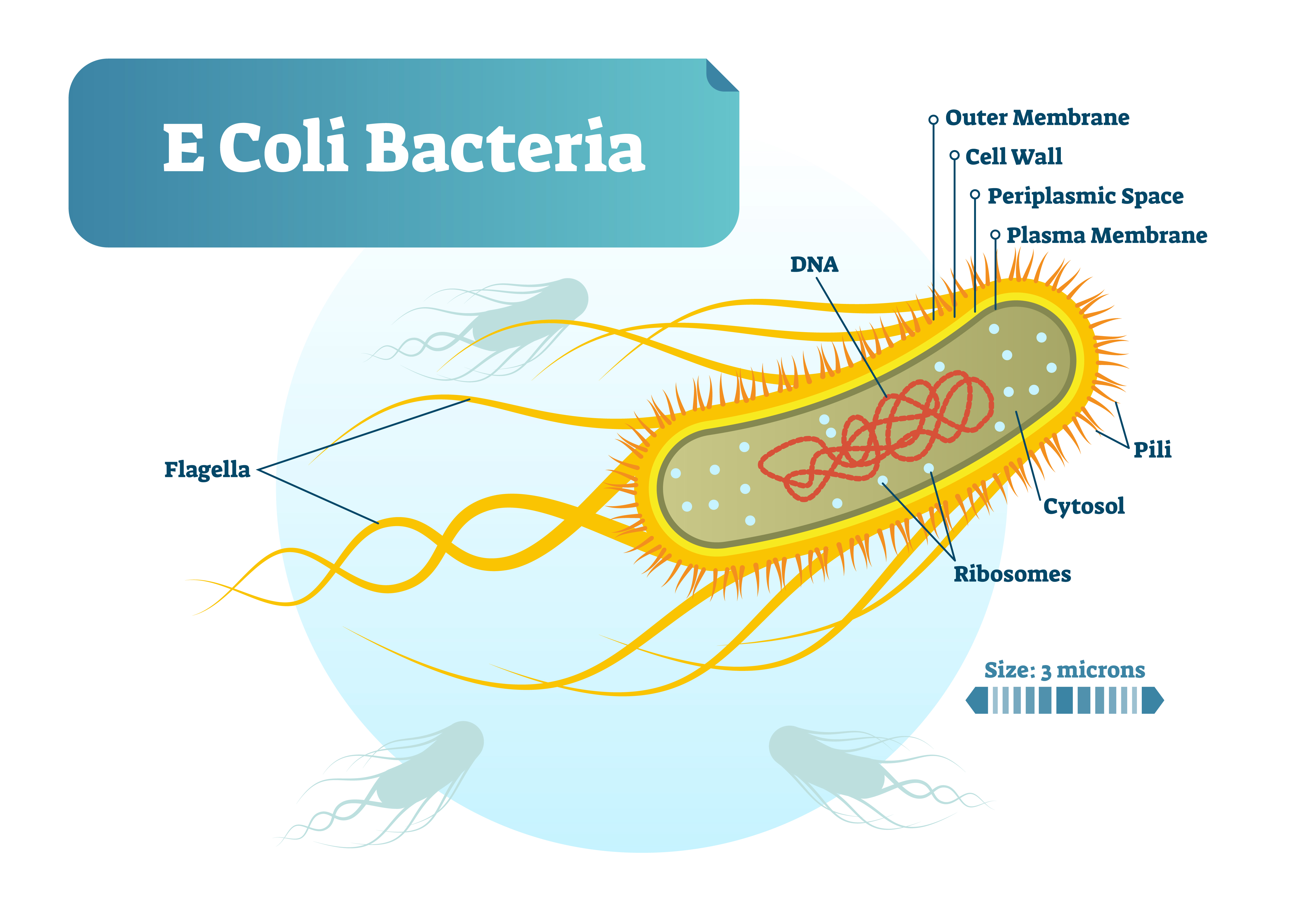 E Coli Outbreak Grows In Georgia But Source Remains A Mystery