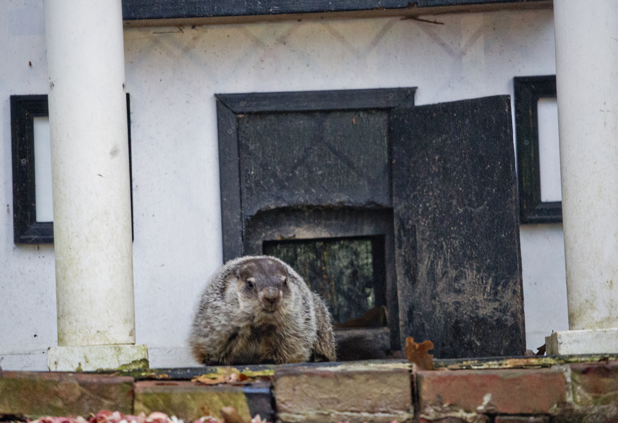 ground hog georgia