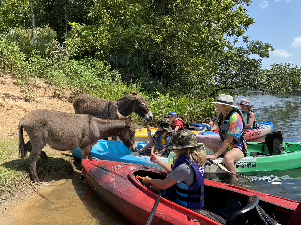 Meeting the donkeys on Stallings Island in the middle of the Savannah River is a highlight of paddling tours to the island offered by Cole Watkins Tours from Savannah Rapids Park near downtown Augusta.
Courtesy of Cole Watkins Tours