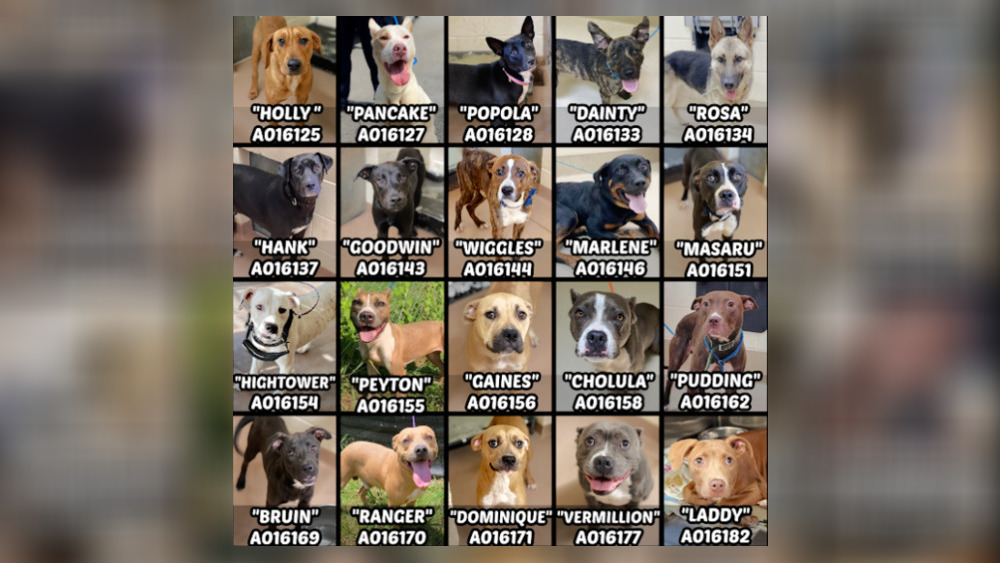 20 dogs scheduled for euthanasia saved at overcrowded Clayton County shelter