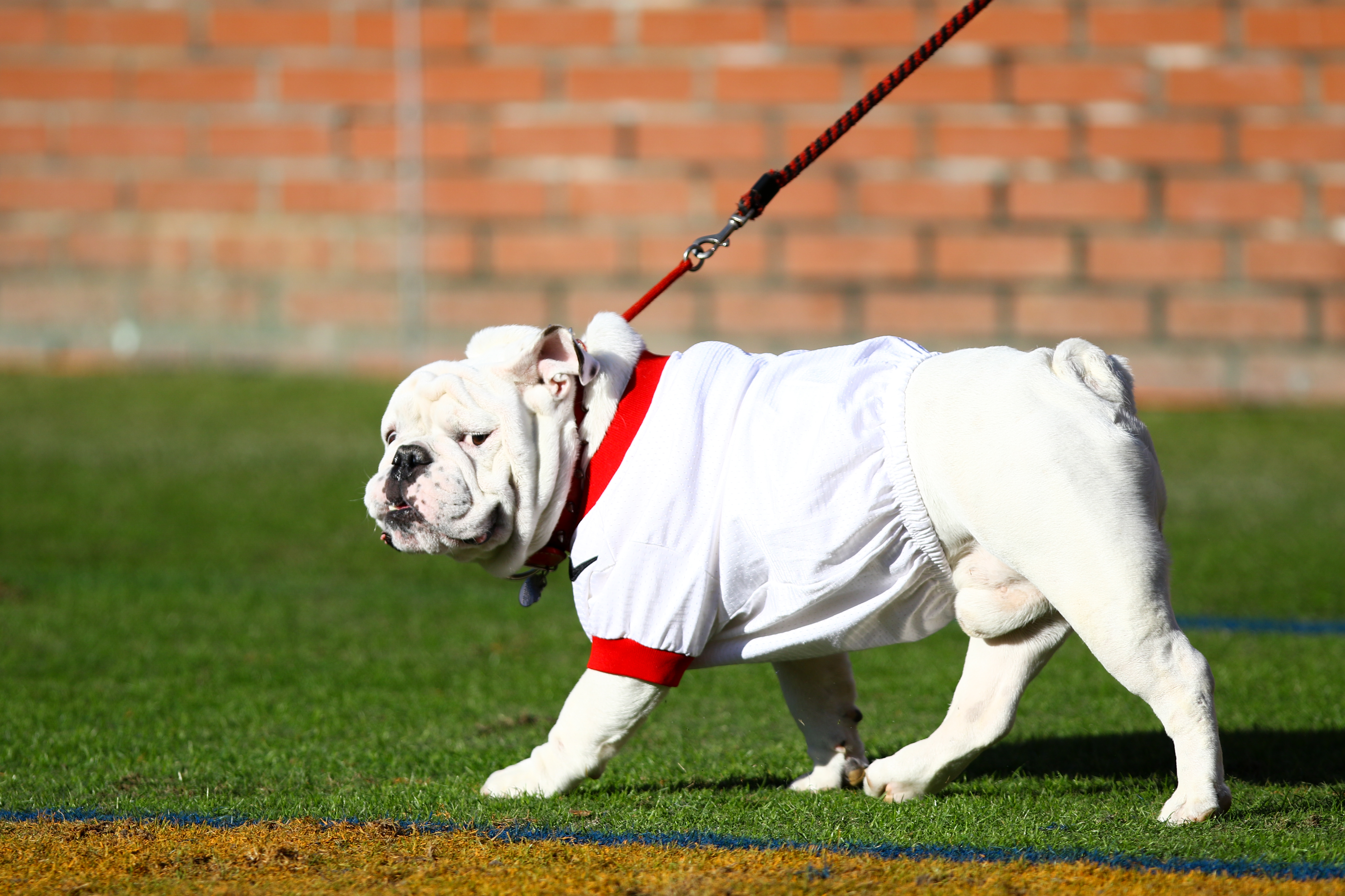 Dawgs, Georgia Mascot Low Cut Socks