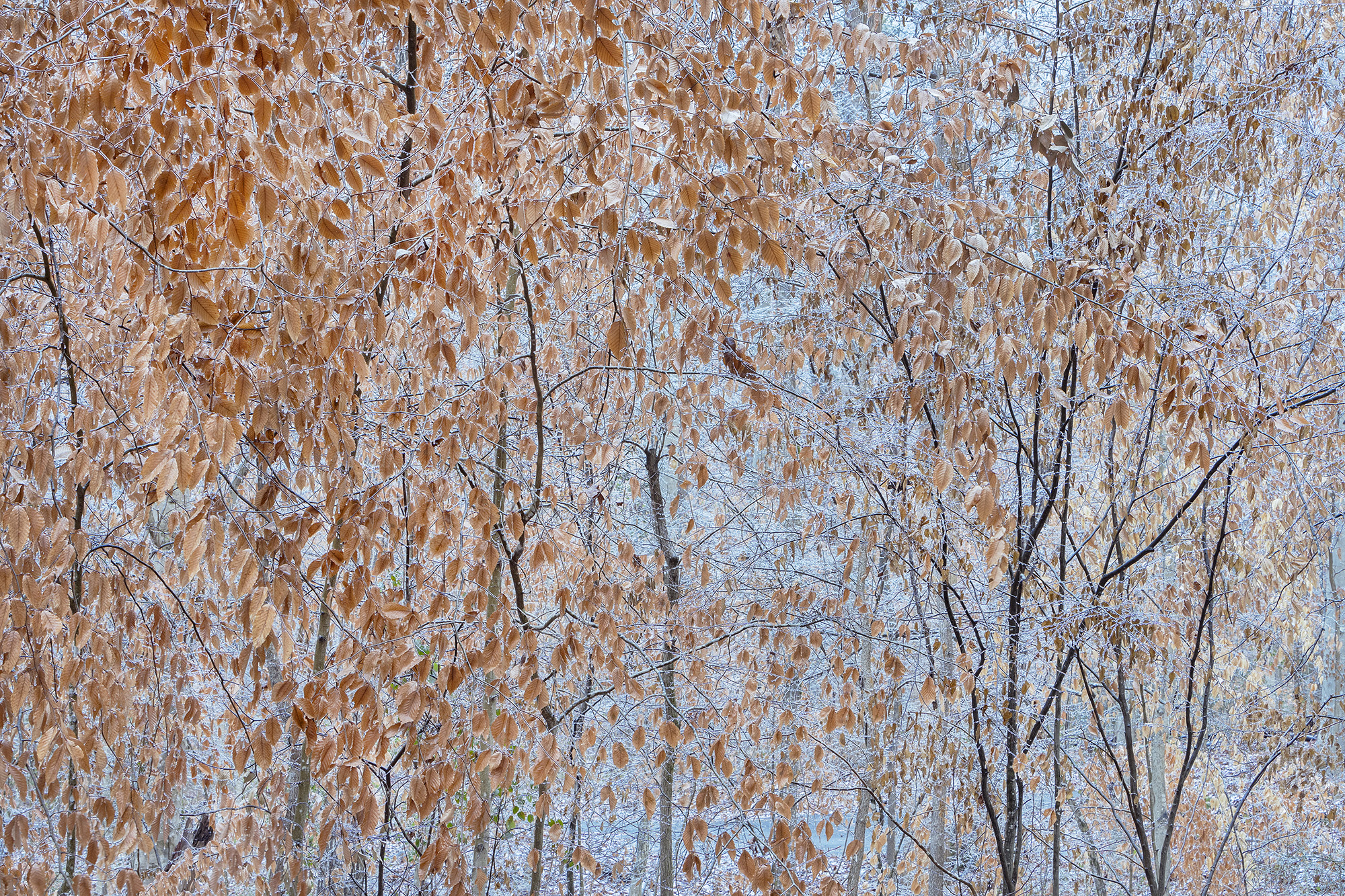 "Beech Tree, Ice Storm" by Peter Essick.
Courtesy of Peter Essick
Fernbank Forest, Atlanta, GA