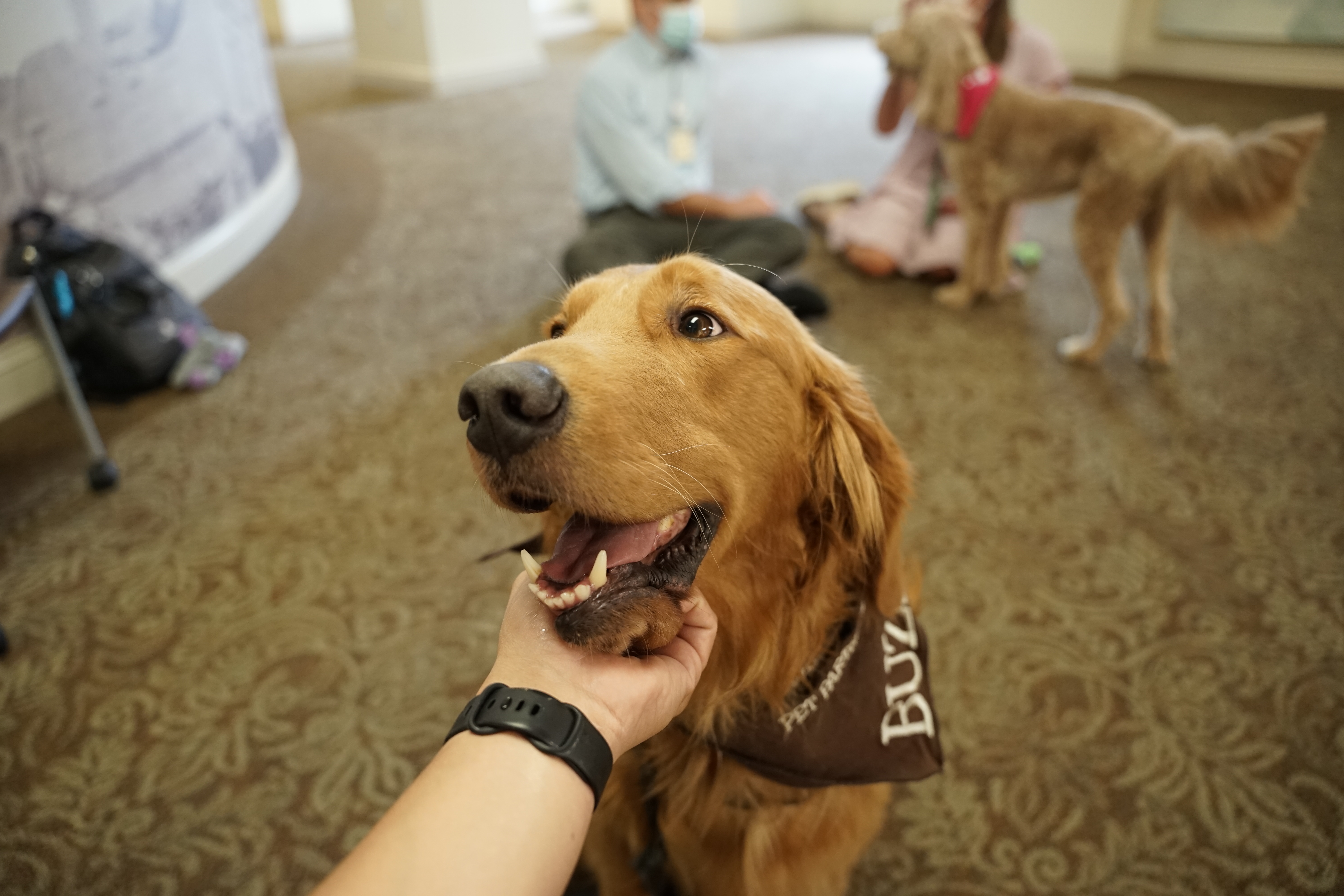 A Phoebe Putney Memorial Hospital staff member pets a therapy dog, named Buzz, during Mental Health Awareness Week last week. Phoebe Putney Health System, based in Albany, invited staff to hang out with therapy dogs as part of the week's activities.  (PHOTO courtesy of Phoebe Putney Health System)
