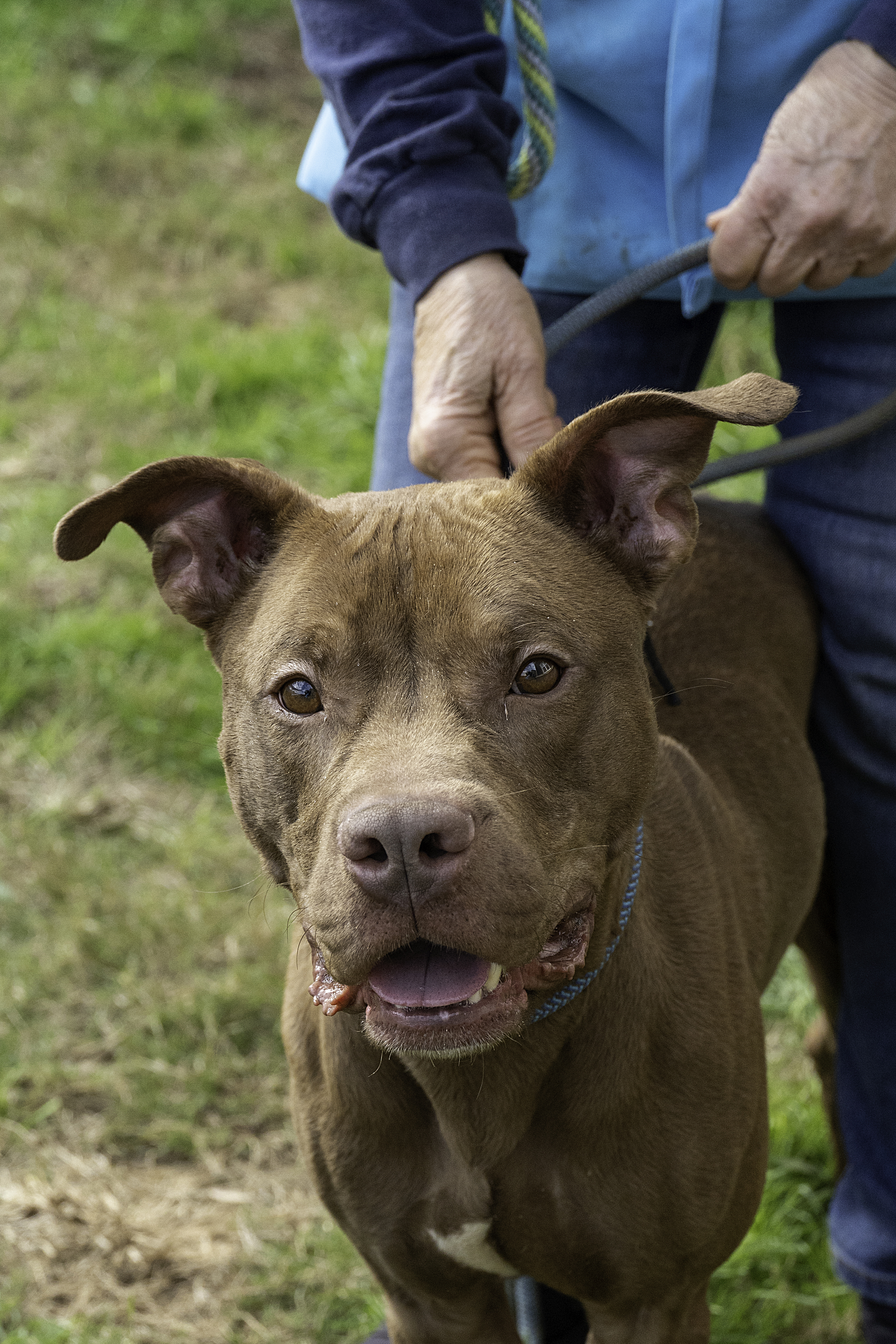 Krush is this week's adoptable pet from the folks at the Lifeline Community Animal Center.
