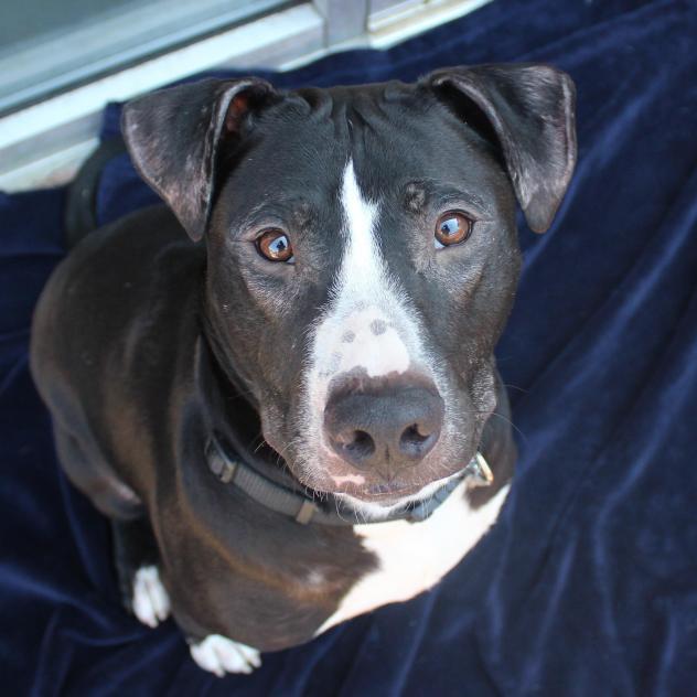 Photos: '12 Strays Of Christmas' Pet Adoption Underway At Cobb Shelter