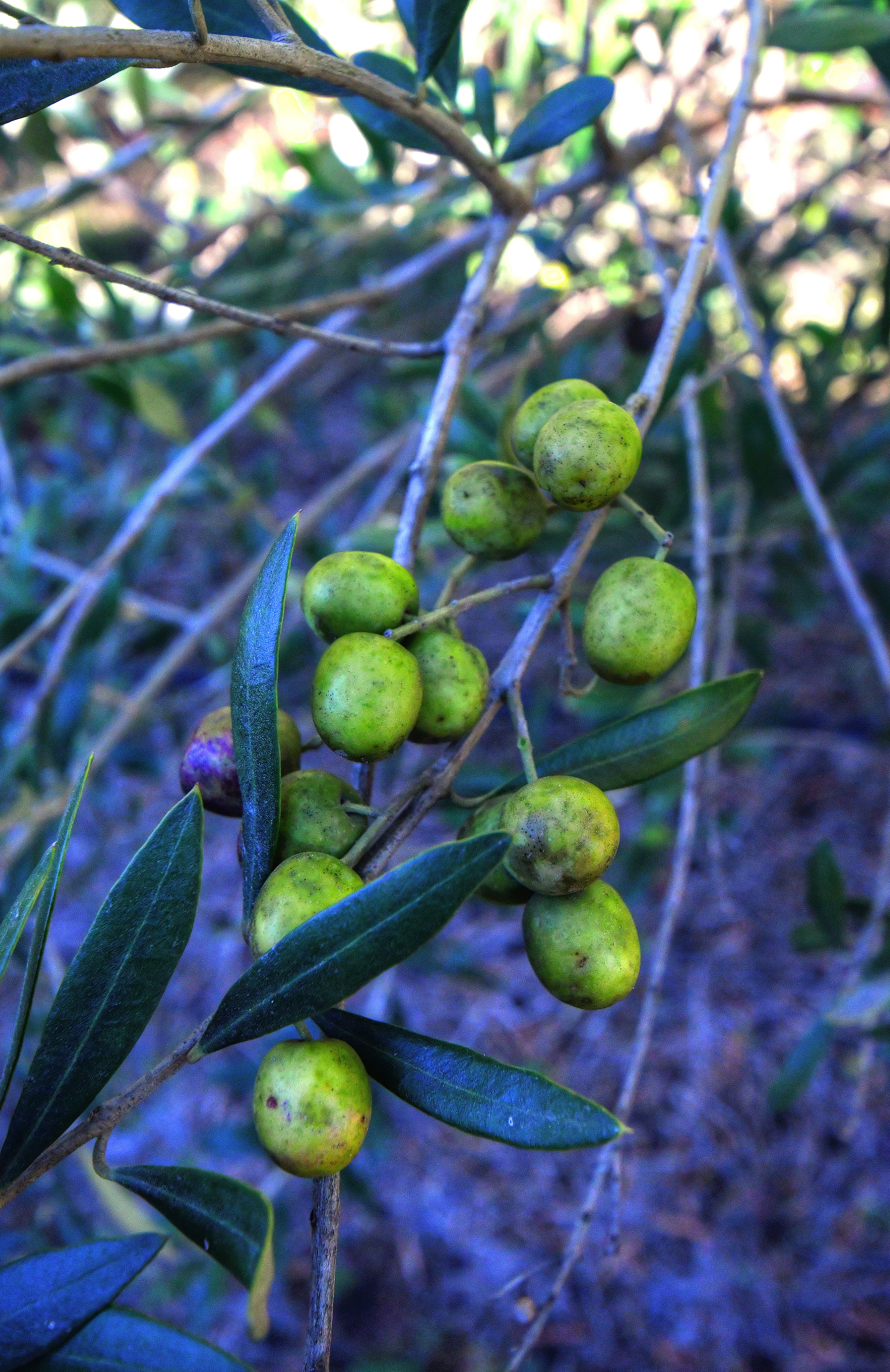 Olives thrive in well-drained soil and warm temperatures, but they require cool nights through March to produce a good yield.
Contributed by Chris Hunt for The Atlanta Journal-Constitution