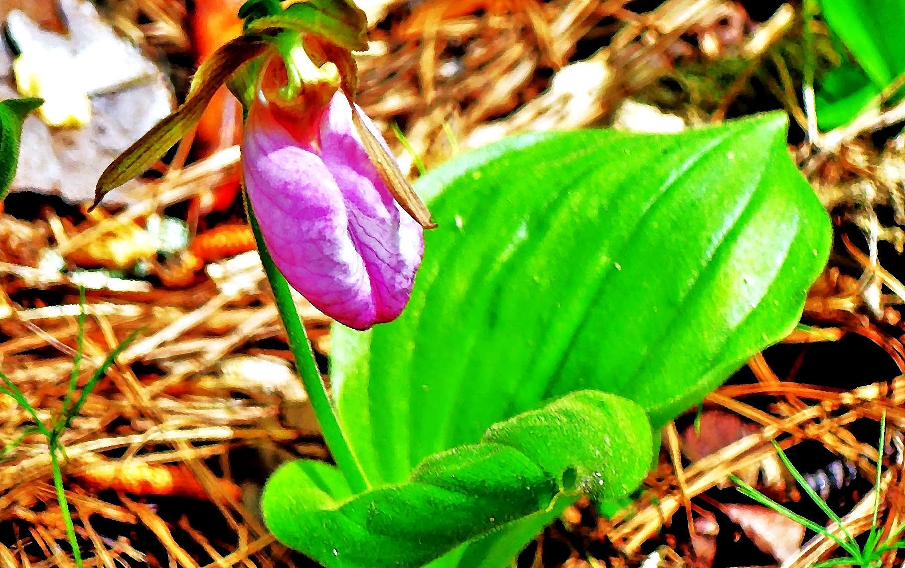 Wild lovers pink lady's slippers from bulldozers