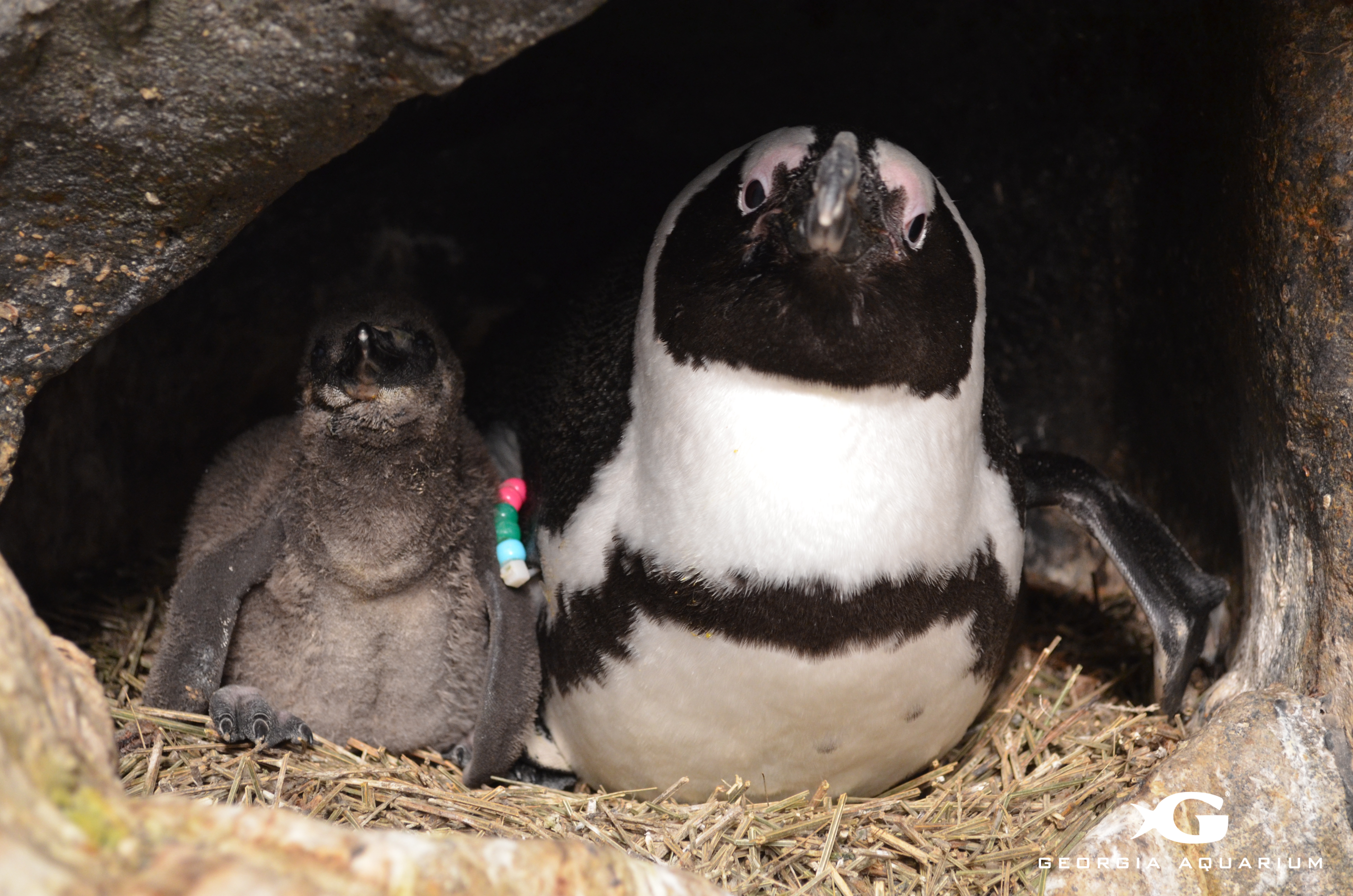 Atlanta aquarium: Watch live penguins while you're stuck at home