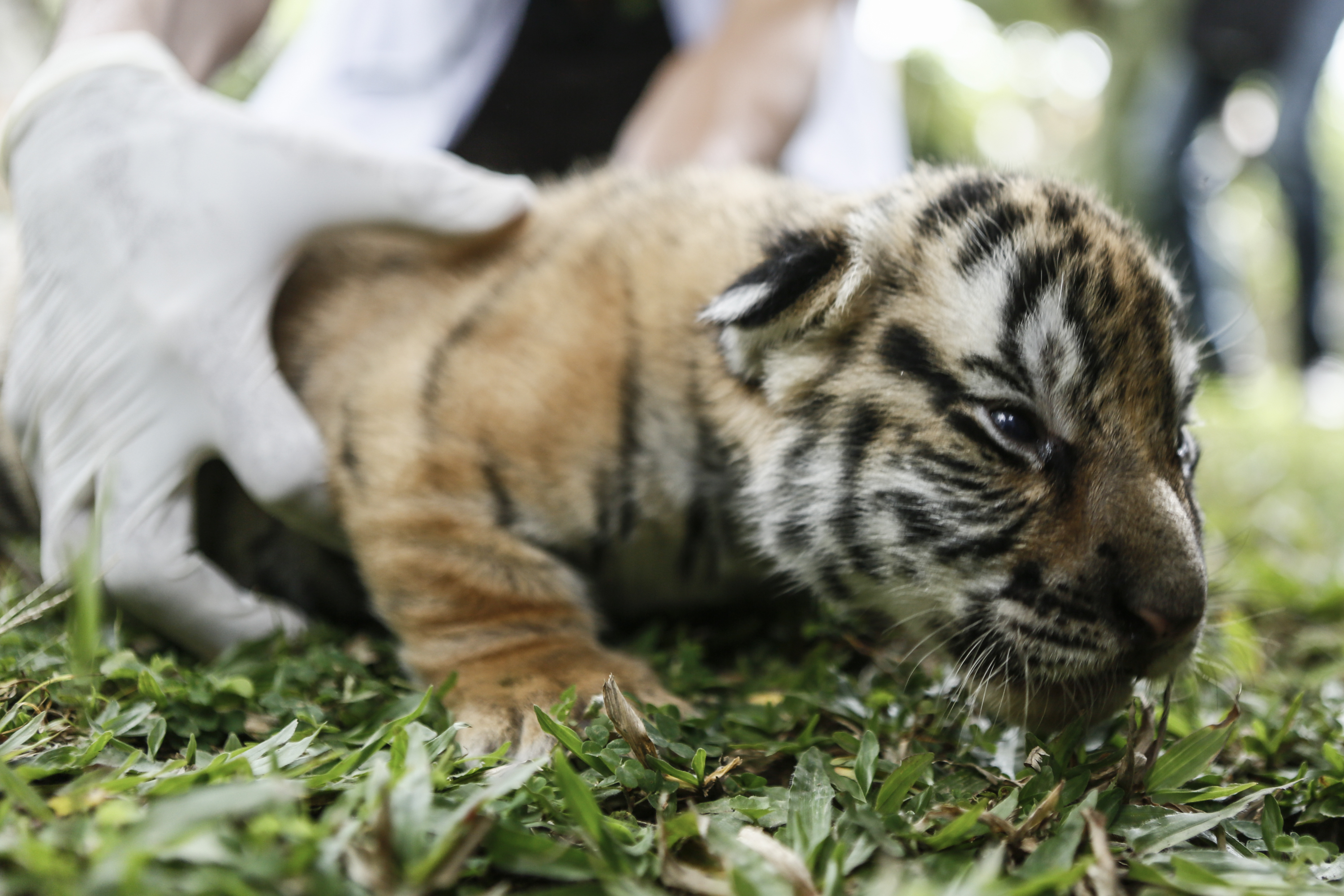 Endangered tiger cubs make first public appearances at zoo