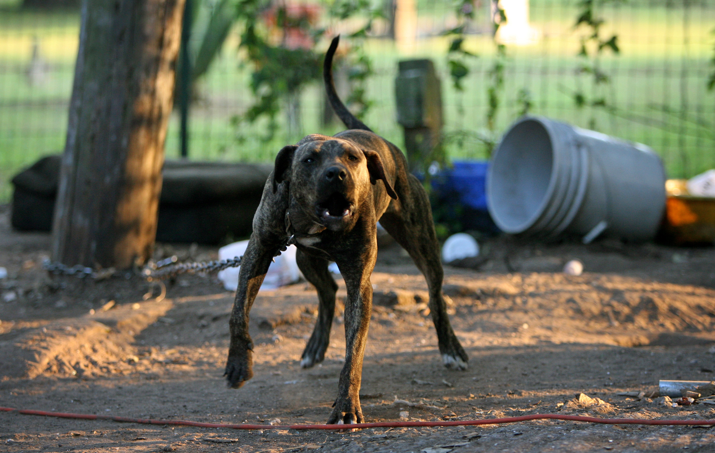 What Can Council Do About Barking Dogs