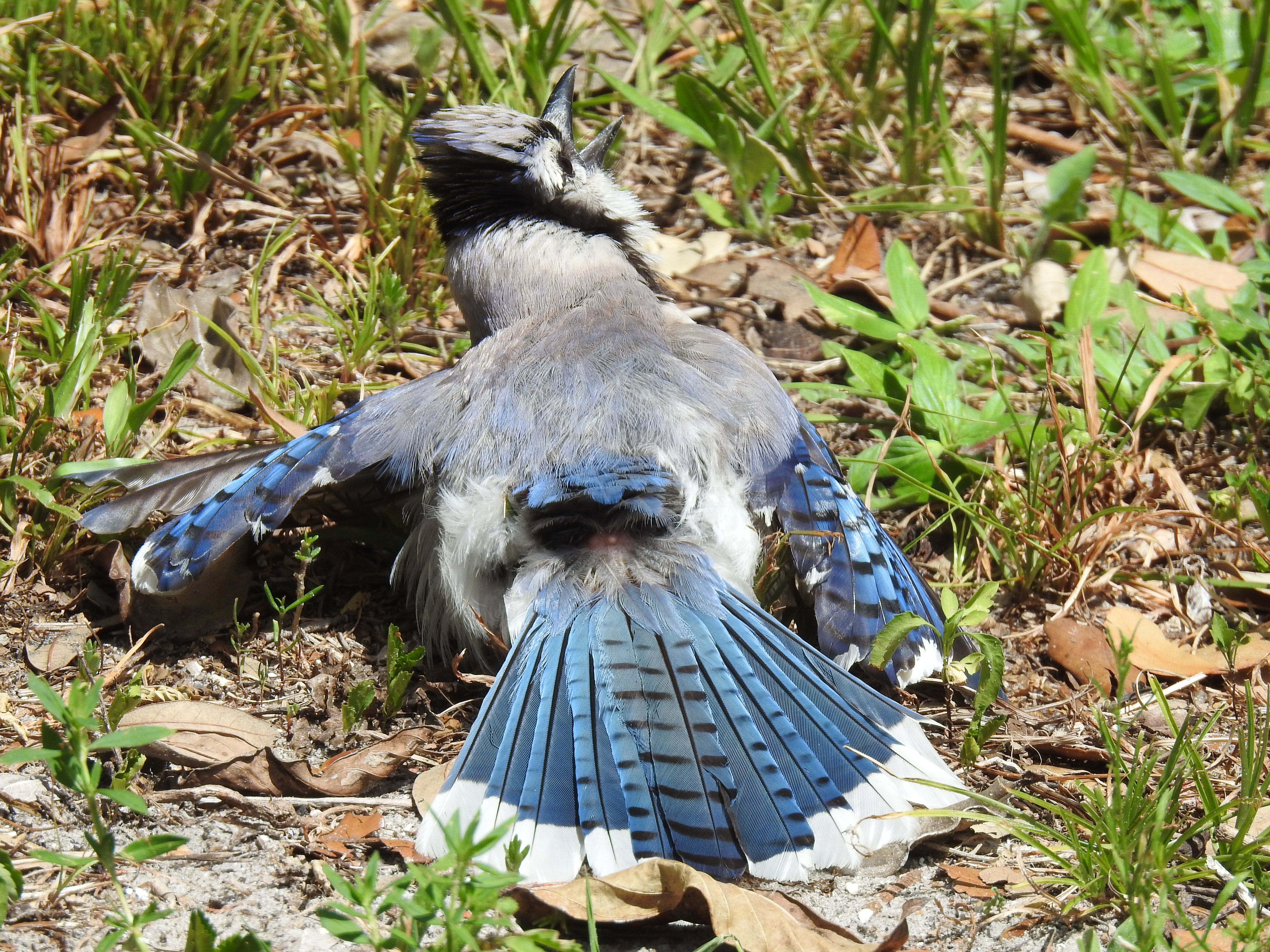Blue Jay - Wild Birds