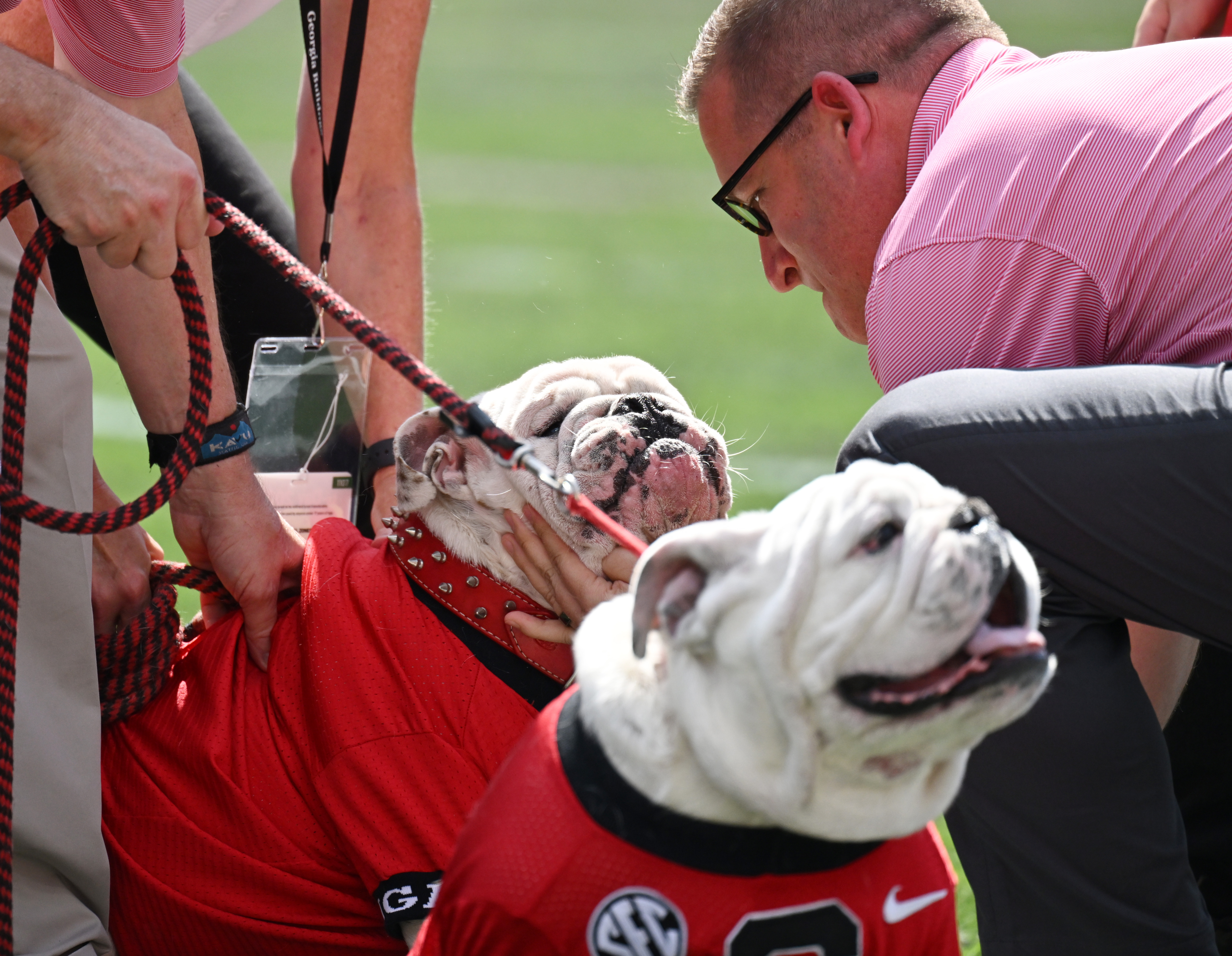 Georgia mascot Uga XI Boom during a game between UAB and University News  Photo - Getty Images