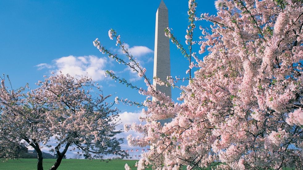National Cherry Blossom Festival - Travel Begins at 40