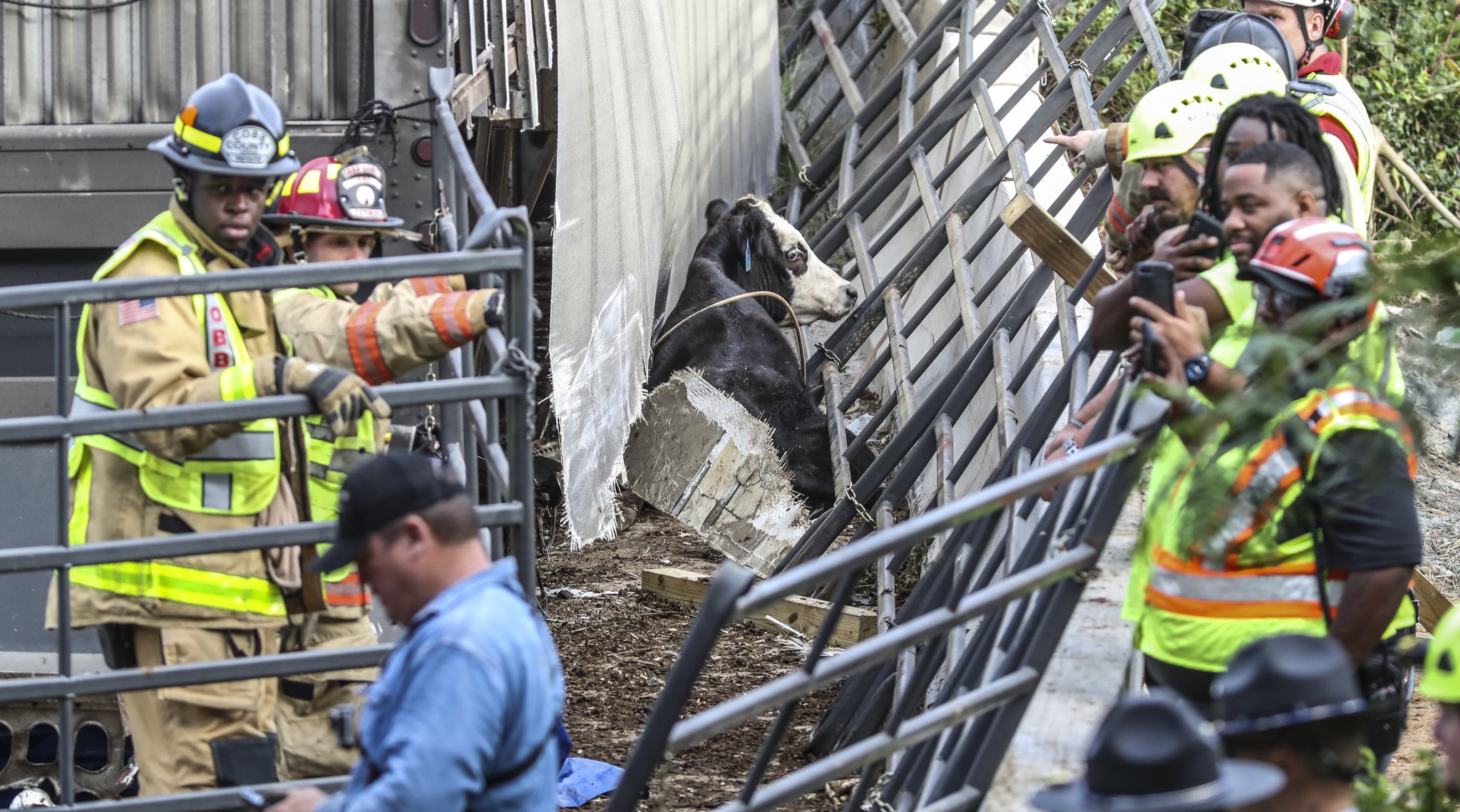 Cobb County firefighters worked with saws and extrication tools to free the cows pinned in the truck Monday morning after a crash set cows loose to roam on the interstate. JOHN SPINK/JSPINK@AJC.COM